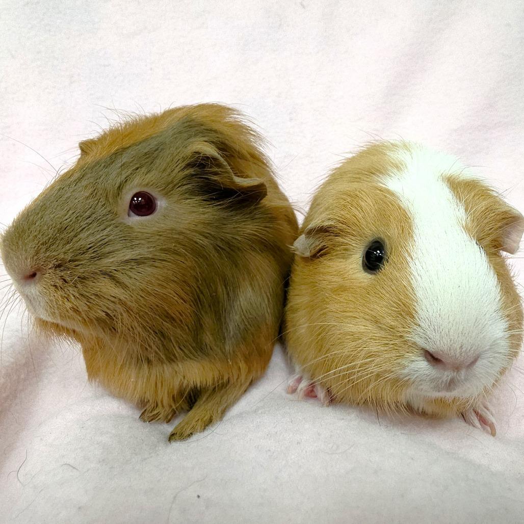 Penelope, a Adoptable Guinea Pig in Michigan City, IN image 1/6