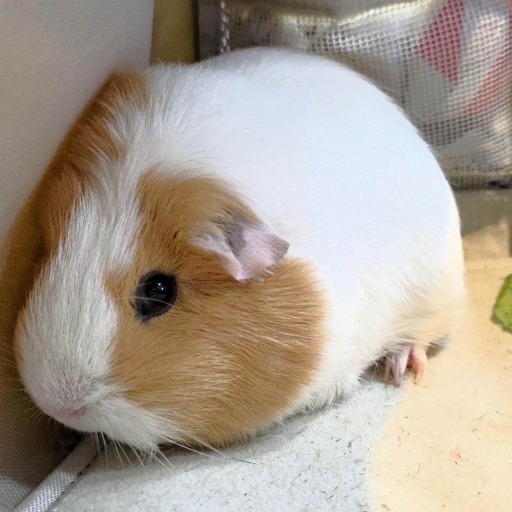 Penelope, a Adoptable Guinea Pig in Michigan City, IN image 2/6