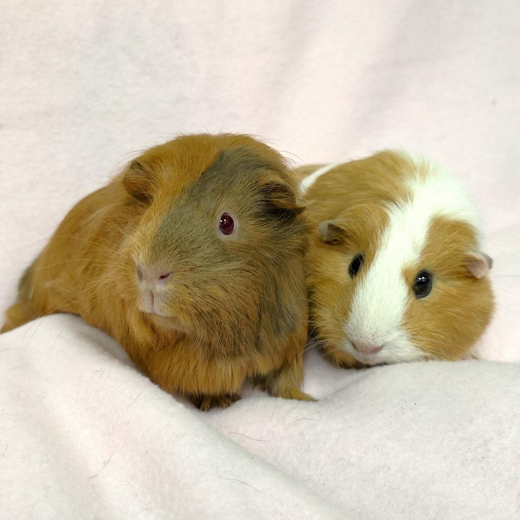 Penelope, a Adoptable Guinea Pig in Michigan City, IN image 3/6