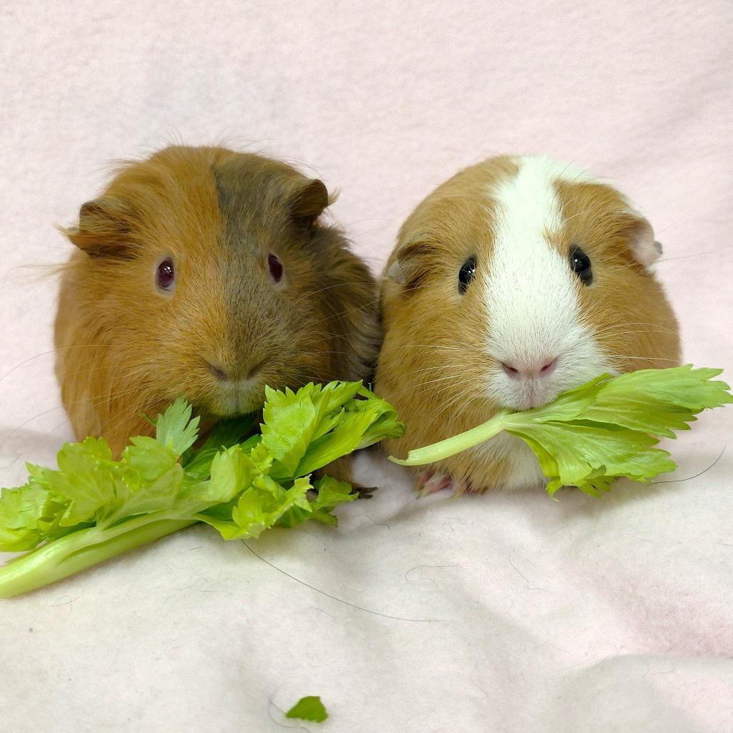 Penelope, a Adoptable Guinea Pig in Michigan City, IN image 5/6