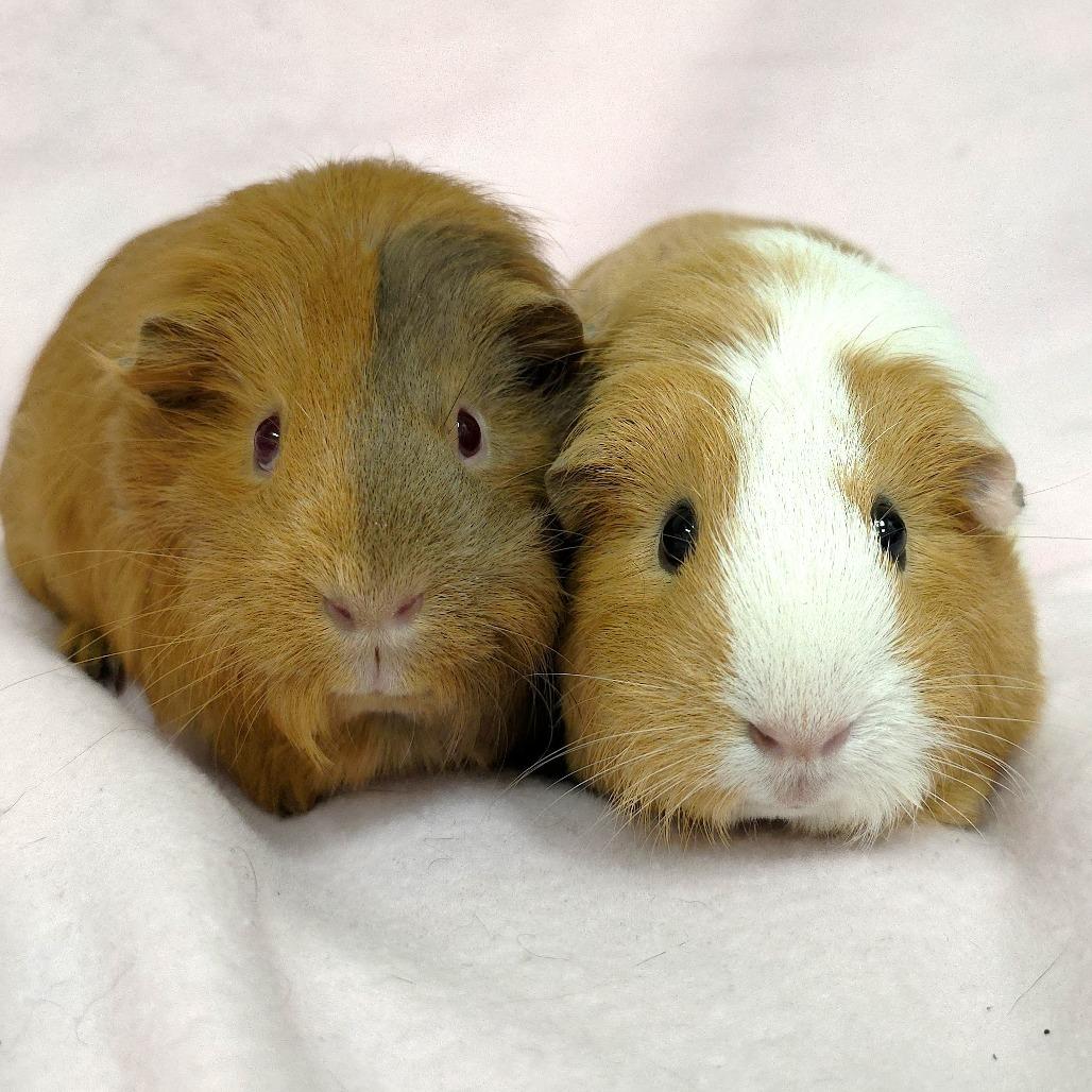 Penelope, a Adoptable Guinea Pig in Michigan City, IN image 6/6