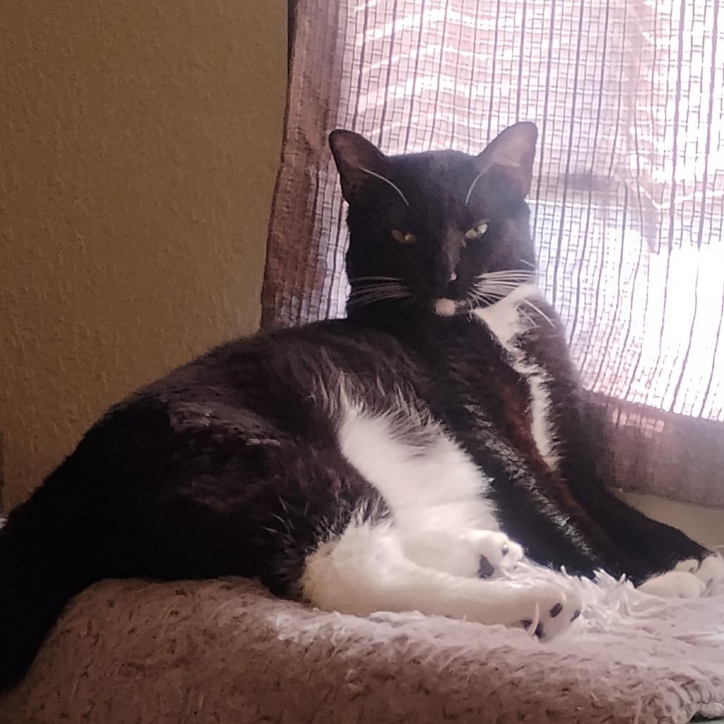 Enlarge Phoenix, a Adoptable Domestic Short Hair in West Palm Beach, FL image 1/4