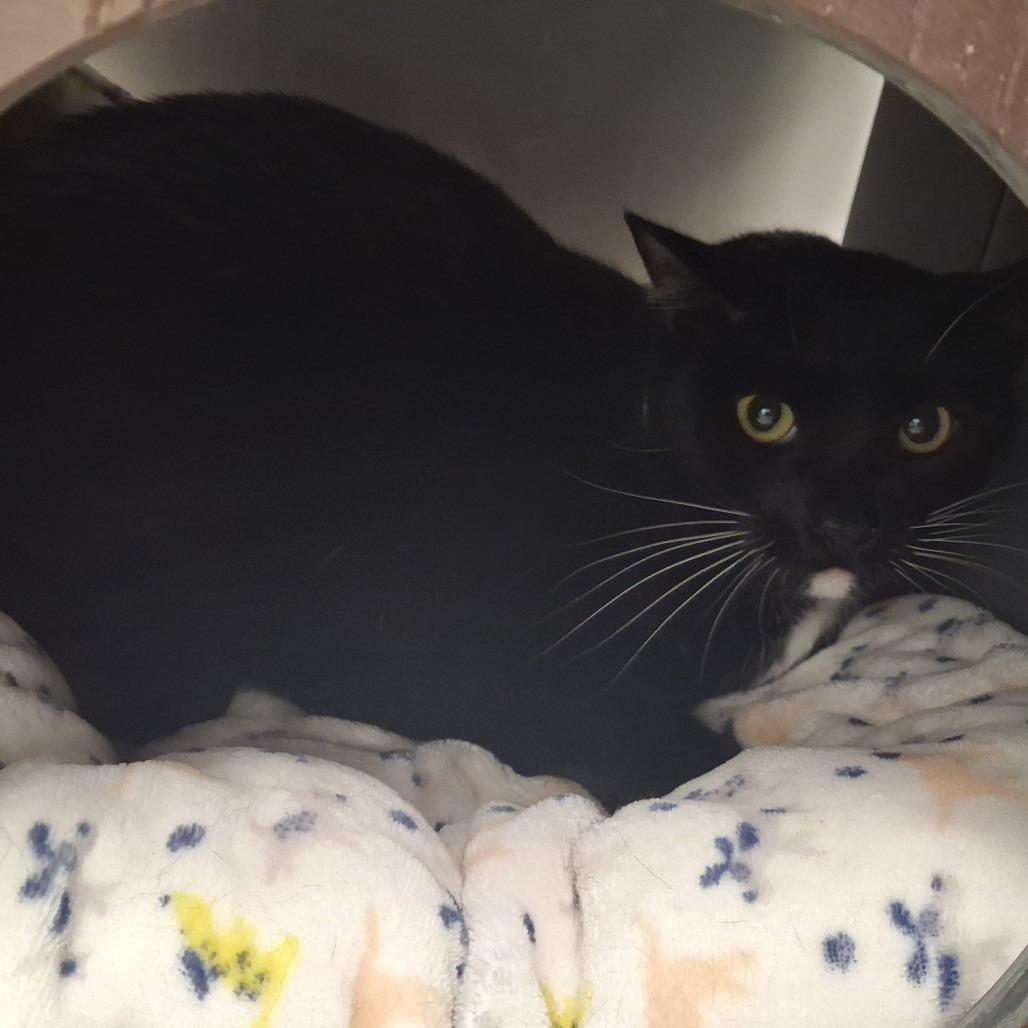 Enlarge Phoenix, a Adoptable Domestic Short Hair in West Palm Beach, FL image 2/4