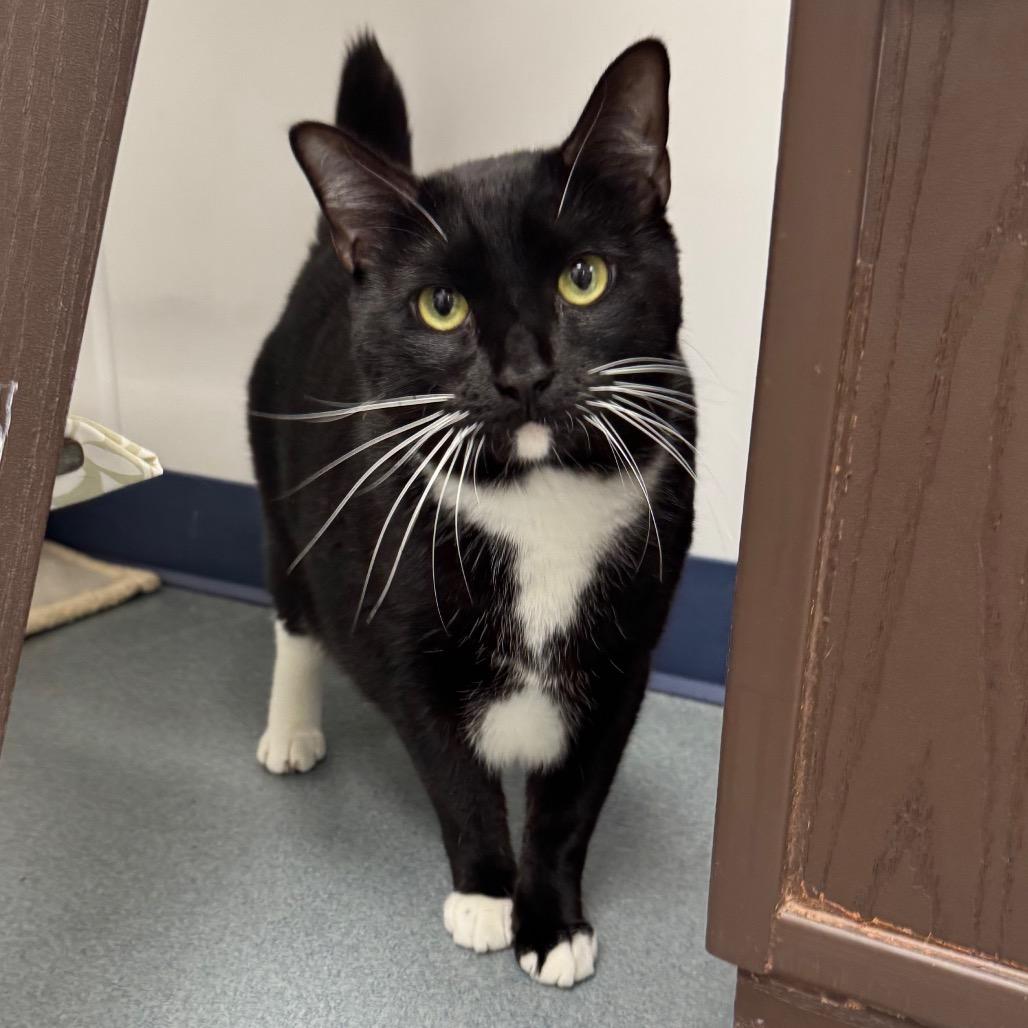 Enlarge Phoenix, a Adoptable Domestic Short Hair in West Palm Beach, FL image 3/6