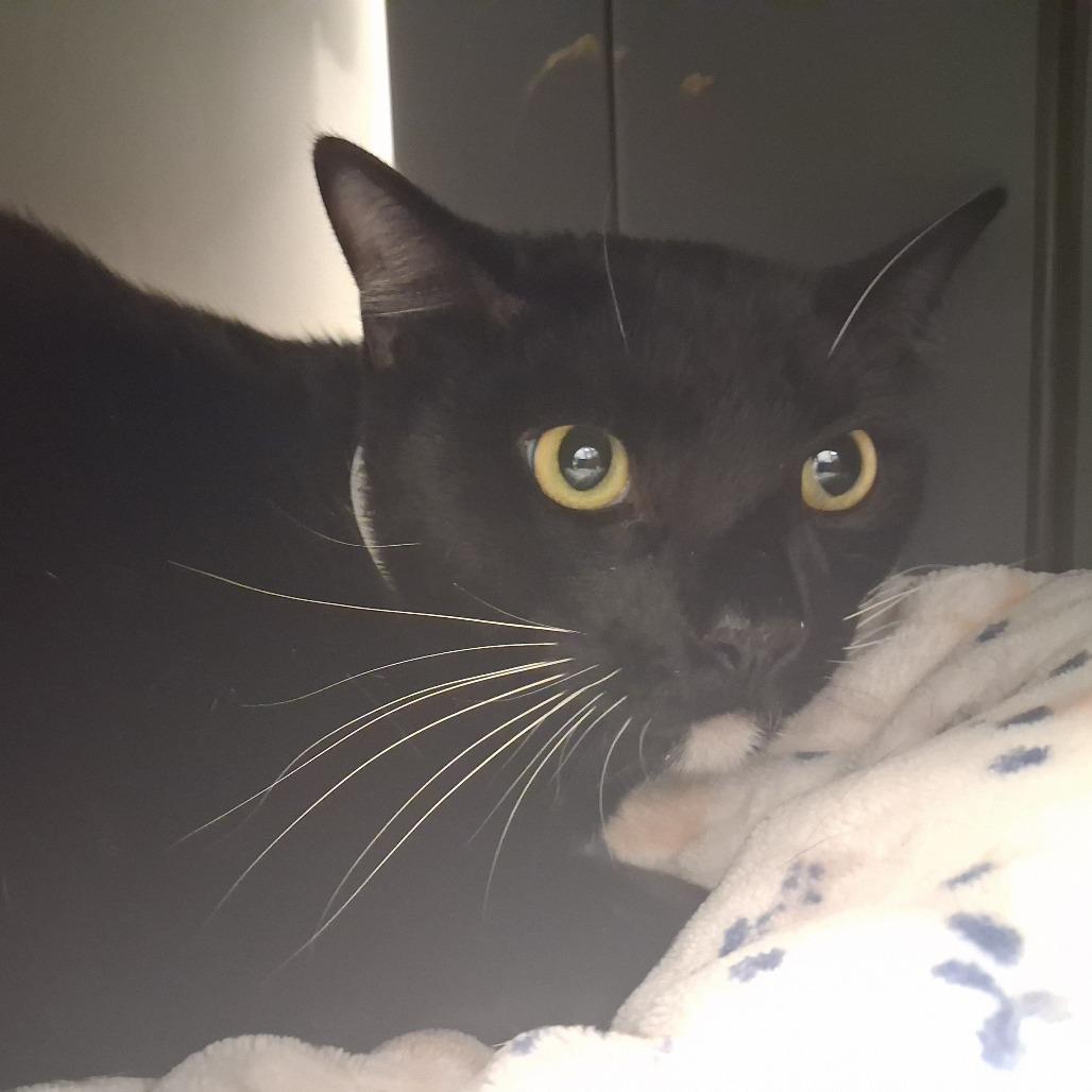 Enlarge Phoenix, a Adoptable Domestic Short Hair in West Palm Beach, FL image 3/4