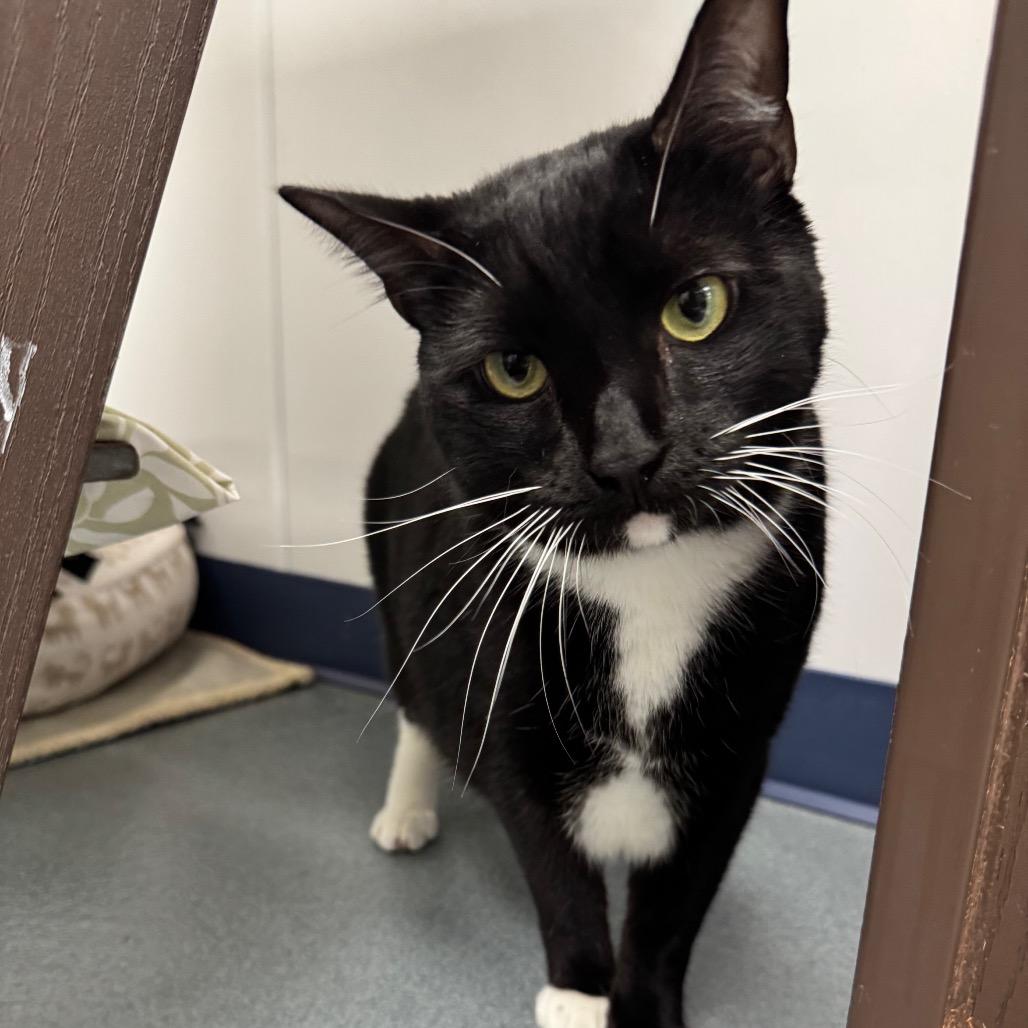 Enlarge Phoenix, a Adoptable Domestic Short Hair in West Palm Beach, FL image 5/6