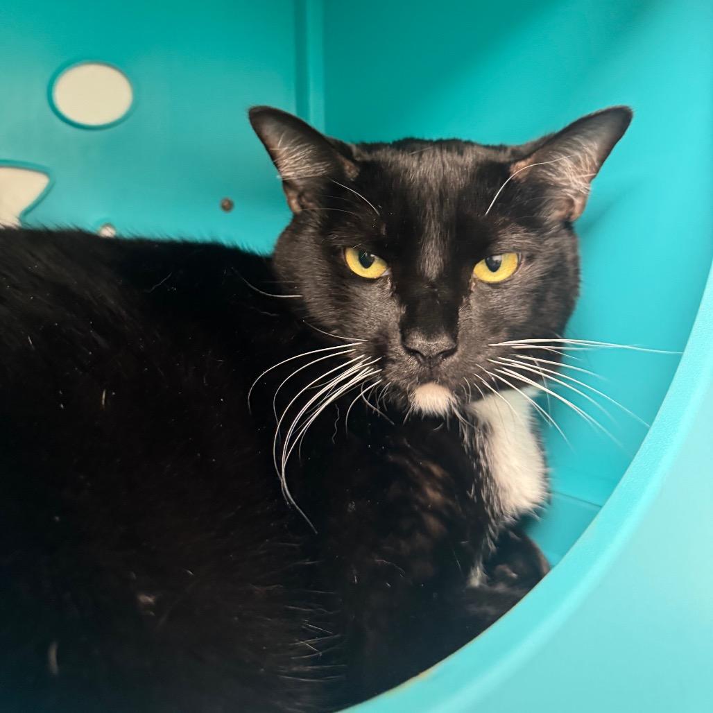 Enlarge Phoenix, a Adoptable Domestic Short Hair in West Palm Beach, FL image 4/4