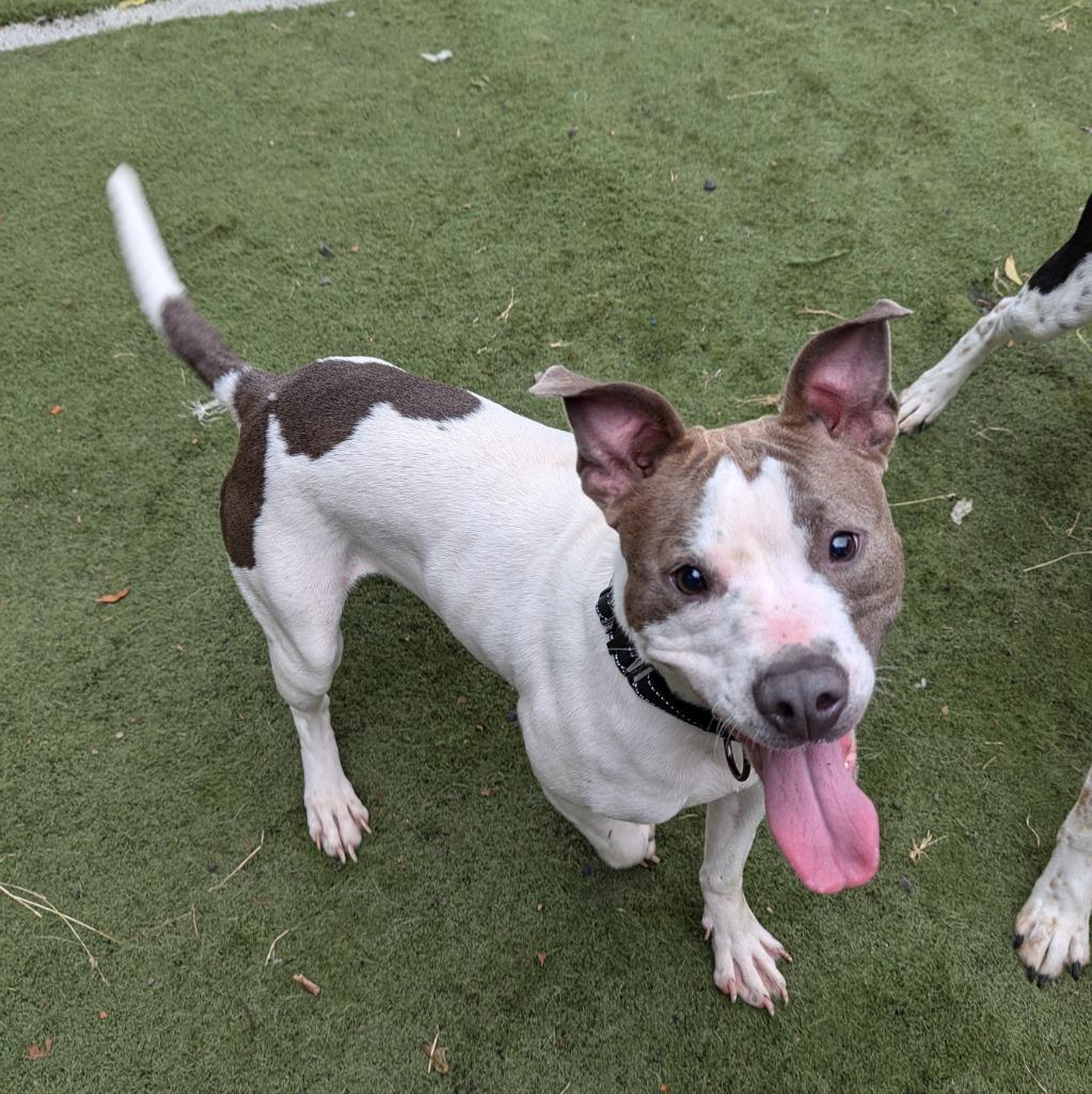 Enlarge Mini, a Adoptable mixed breed in Aberdeen, WA image 1/6