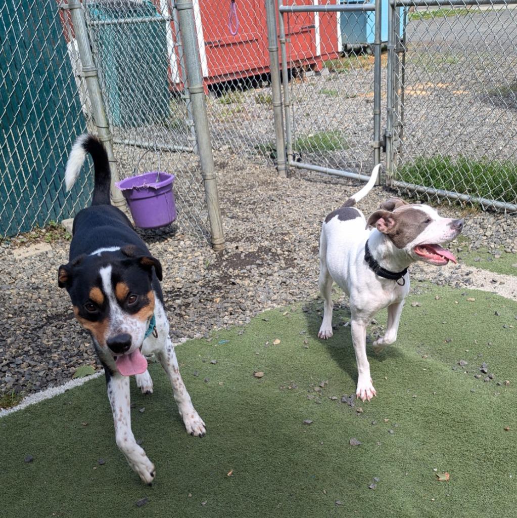 Enlarge Mini, a Adoptable mixed breed in Aberdeen, WA image 3/6