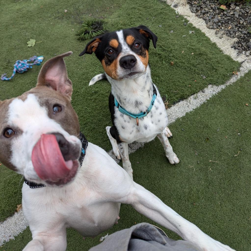 Enlarge Mini, a Adoptable mixed breed in Aberdeen, WA image 4/6