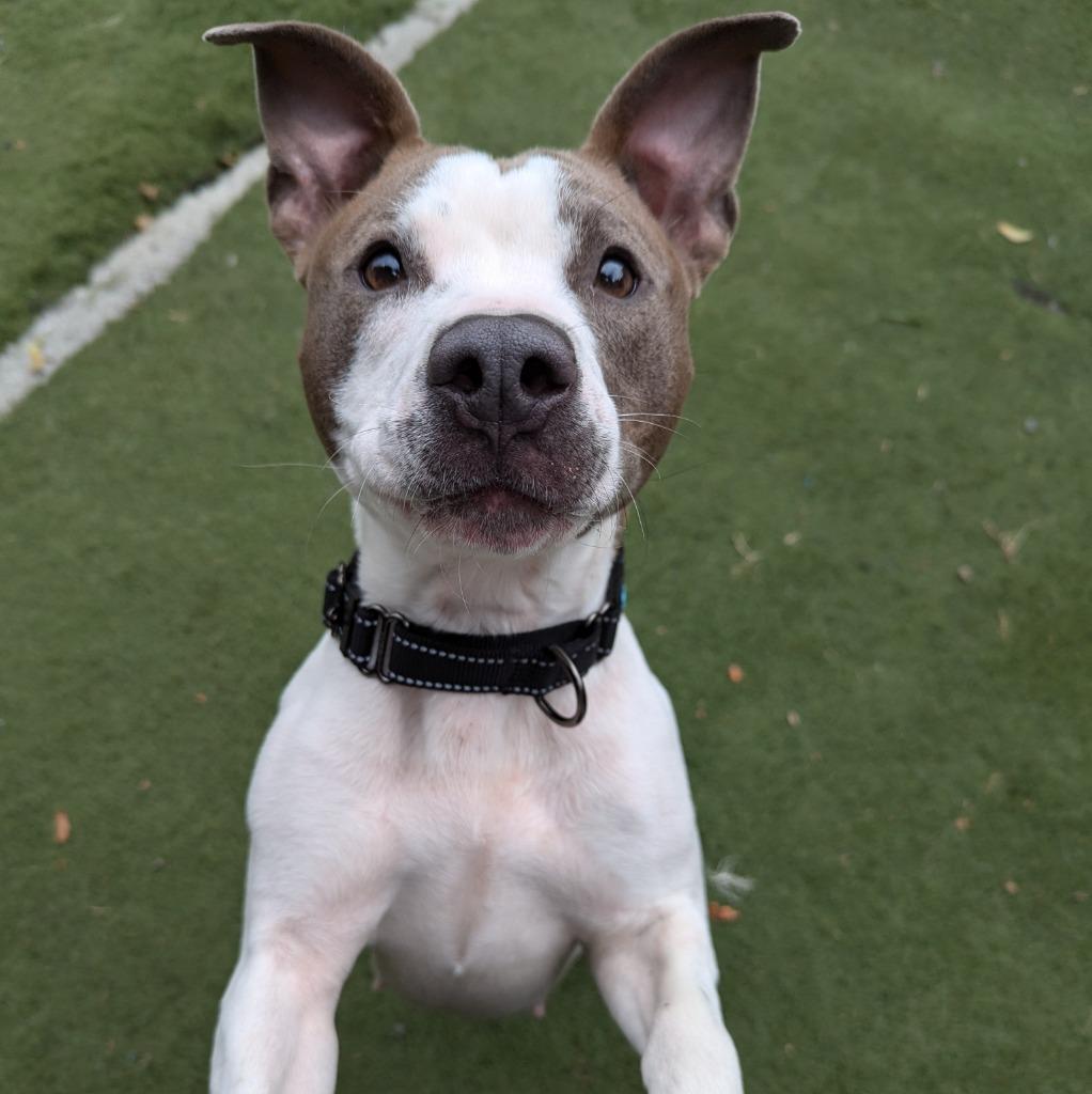 Enlarge Mini, a Adoptable mixed breed in Aberdeen, WA image 5/6