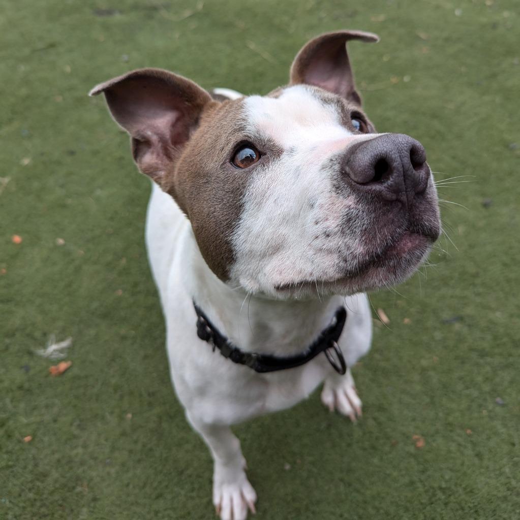 Enlarge Mini, a Adoptable mixed breed in Aberdeen, WA image 6/6