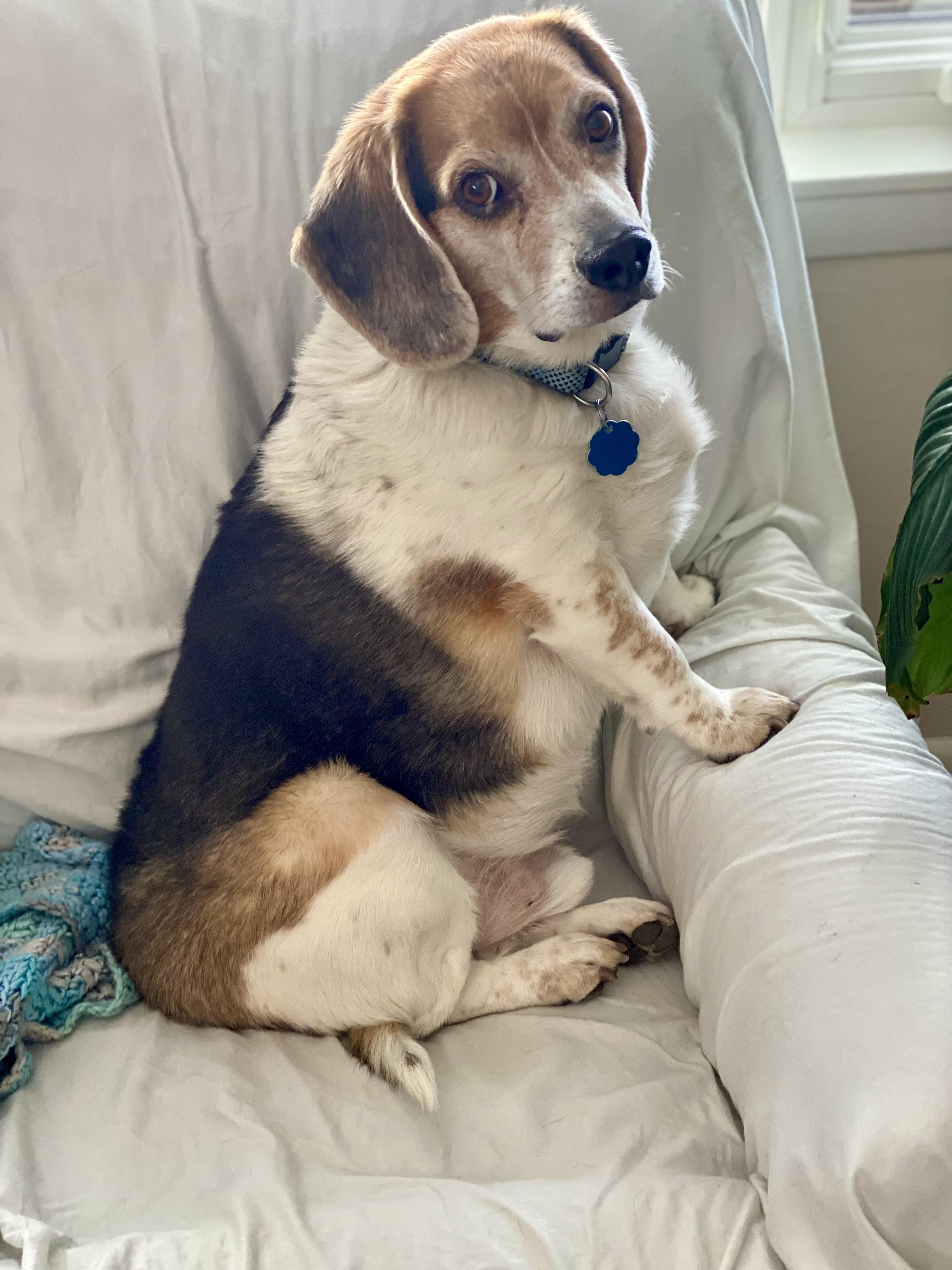 Albert, adoptable, Senior Male Beagle.