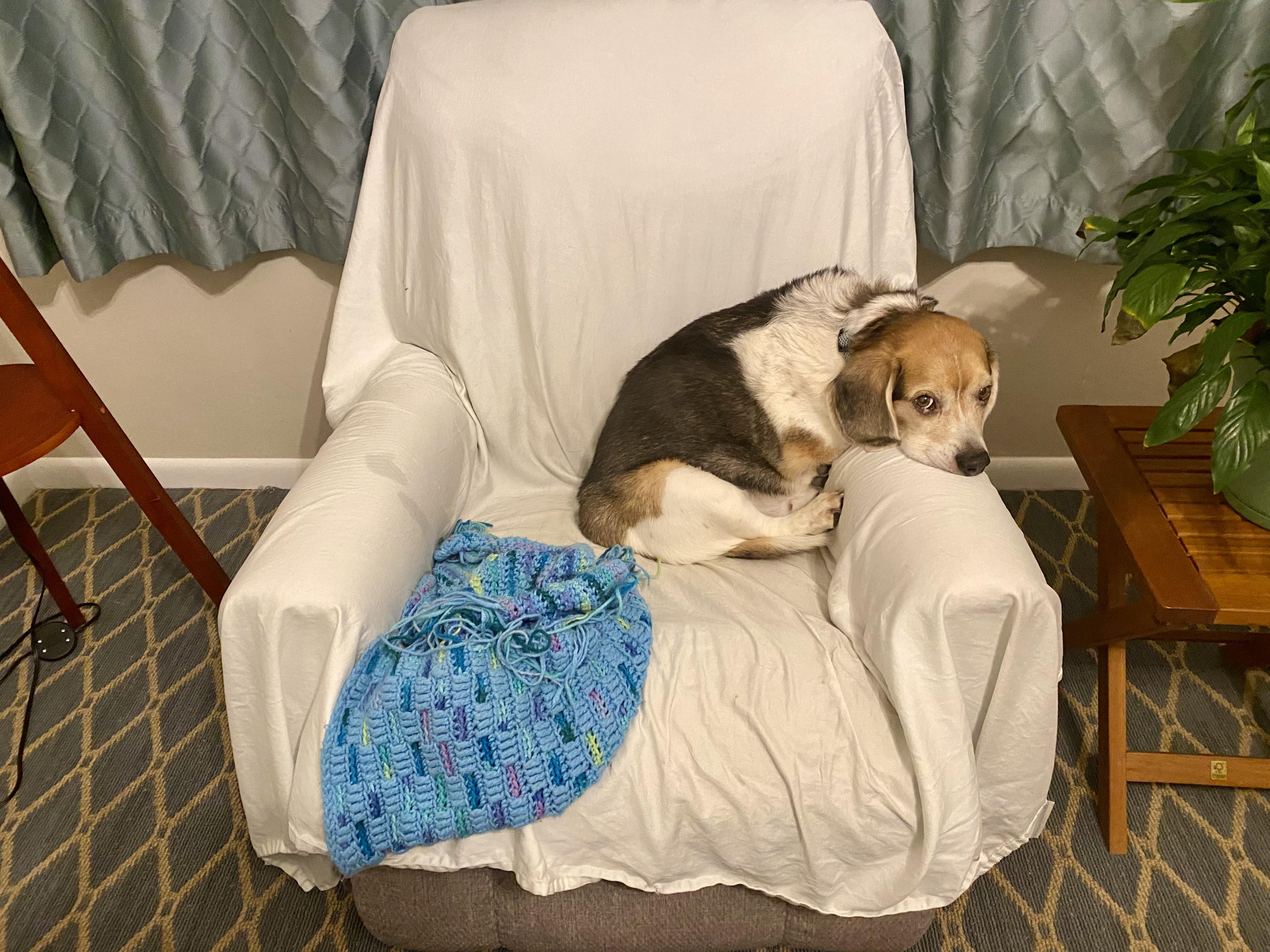 Albert, an adoptable Beagle in Knox, IN image 6/6
