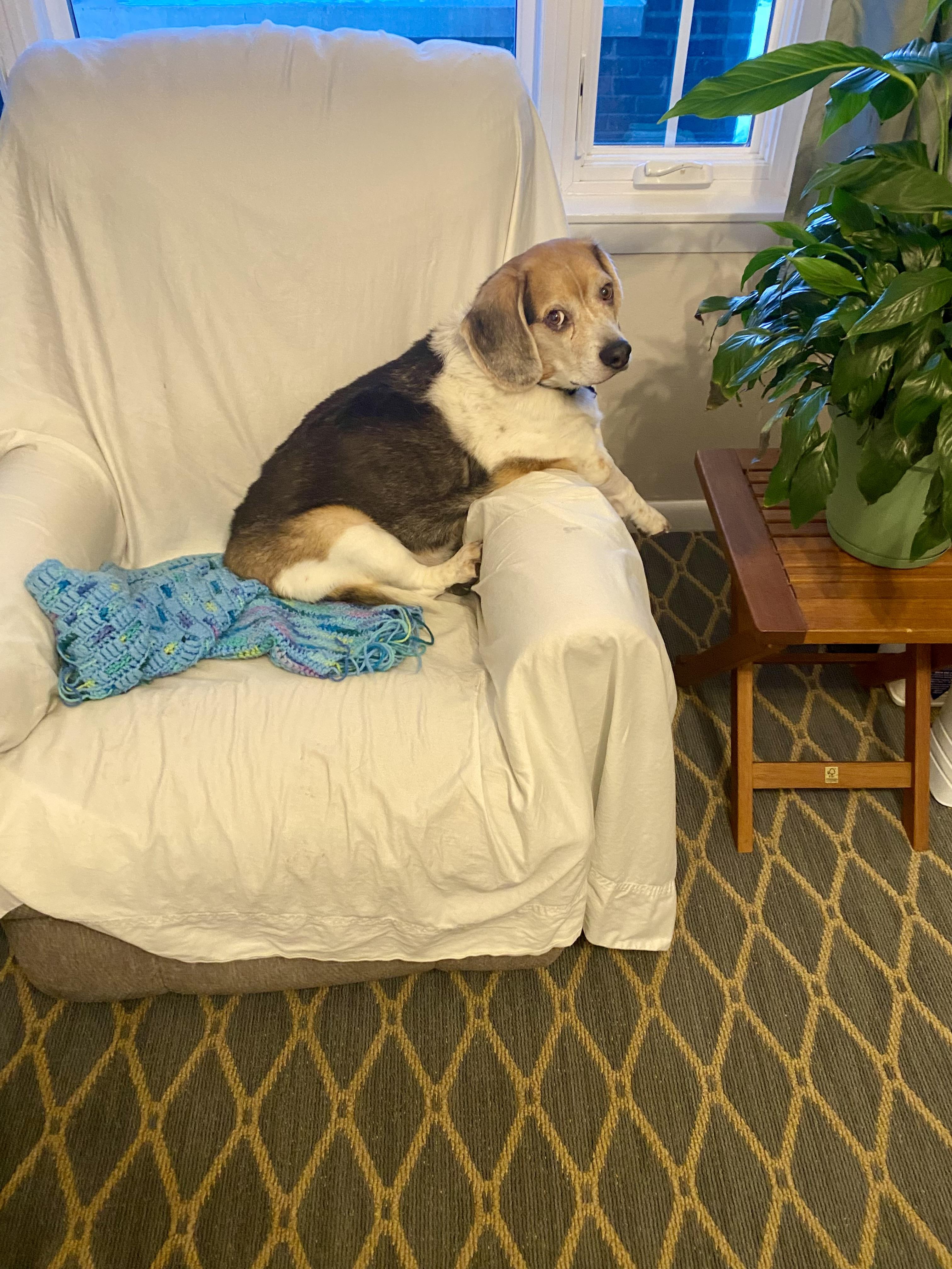 Albert, an adoptable Beagle in Knox, IN image 5/6