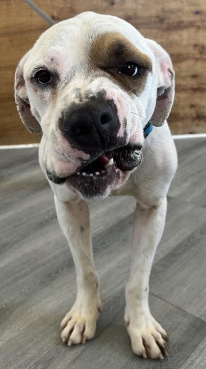 Enlarge Bolt, a Adoptable mixed breed in West Memphis, AR image 1/2