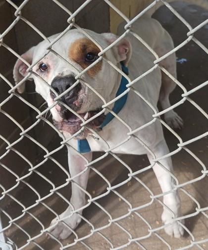 Enlarge Bolt, a Adoptable mixed breed in West Memphis, AR image 2/2