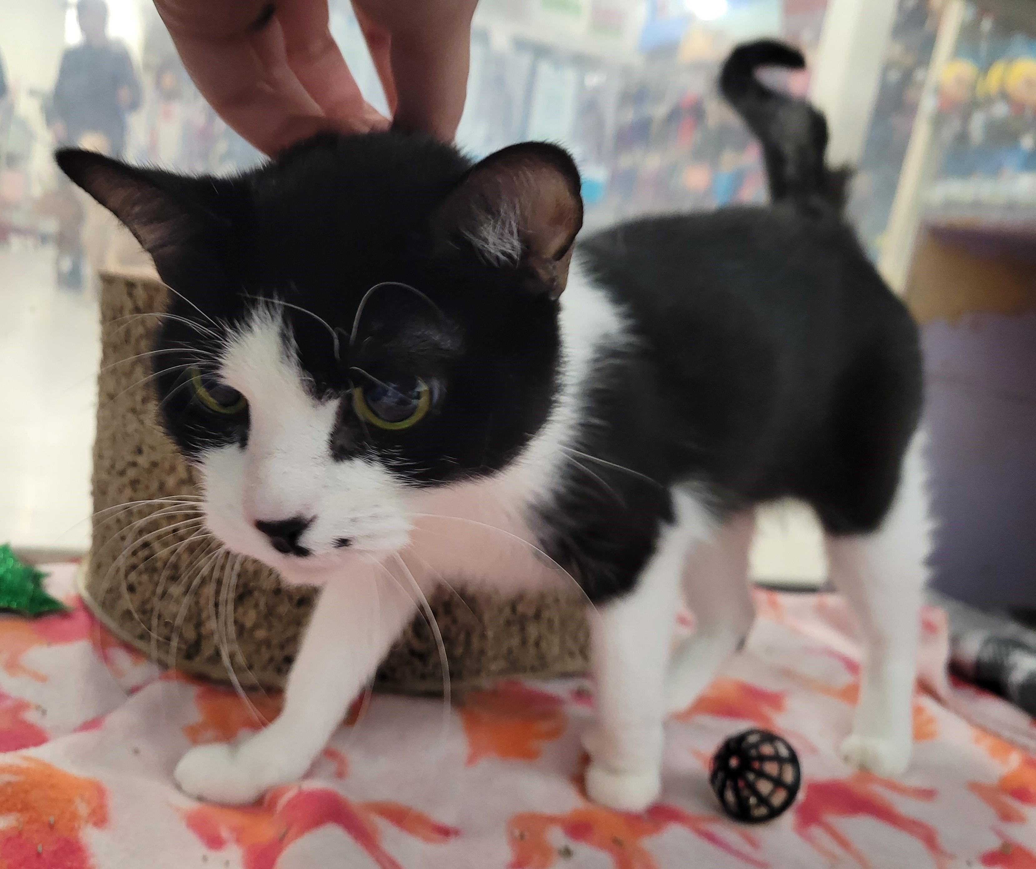 Cleo, an adoptable Domestic Short Hair in Millville, UT, 84326 | Photo Image 3