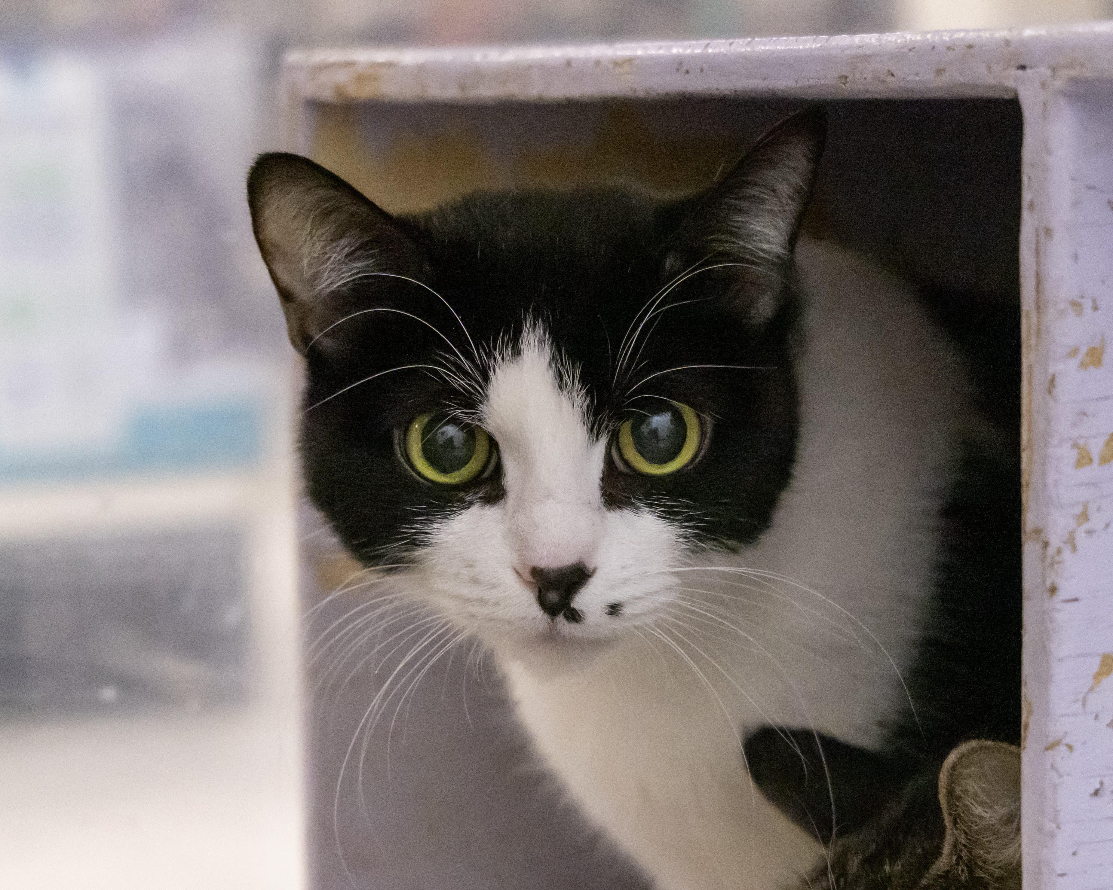 Cleo, an adoptable Domestic Short Hair in Millville, UT, 84326 | Photo Image 2