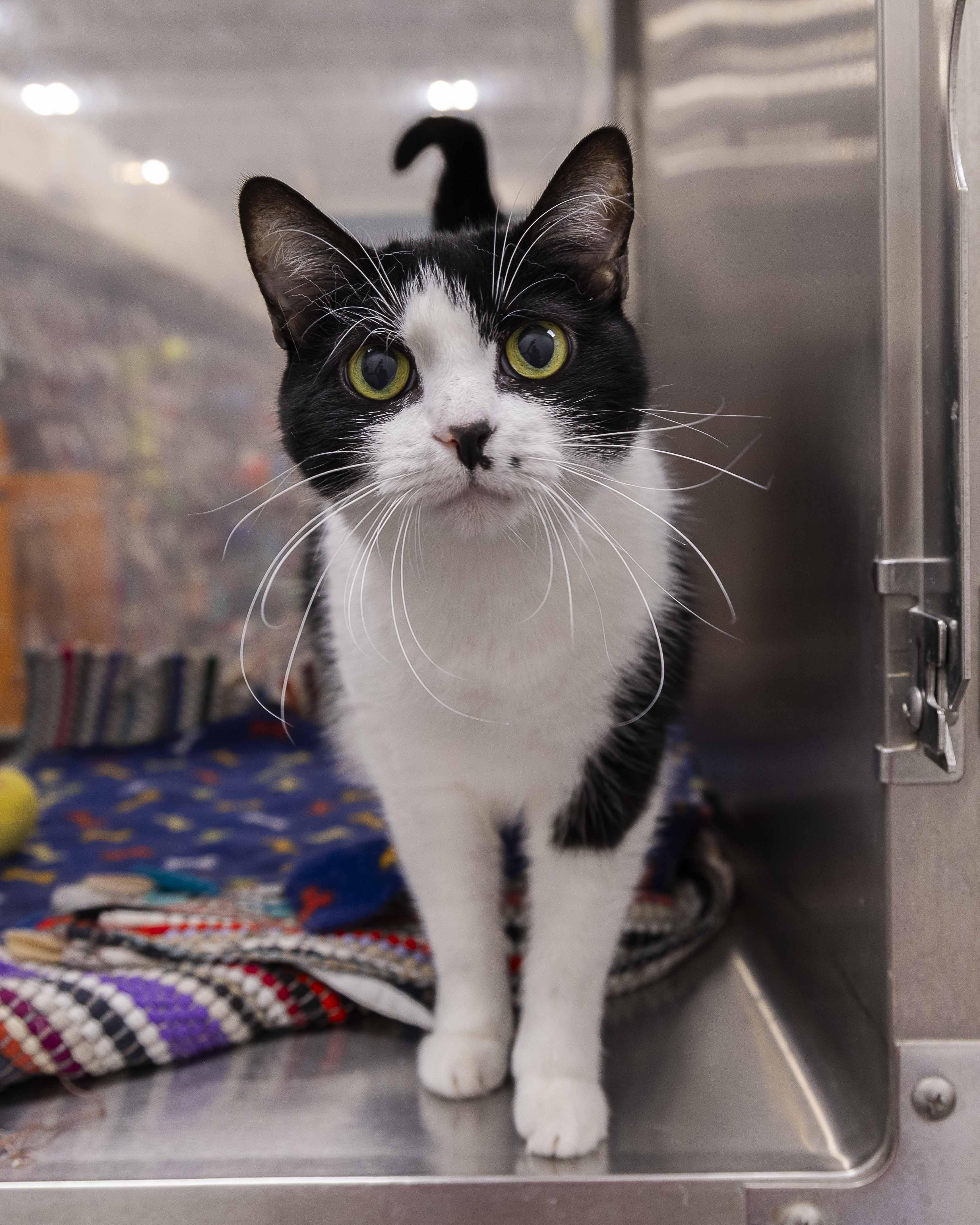 Cleo, an adoptable Domestic Short Hair in Millville, UT, 84326 | Photo Image 1