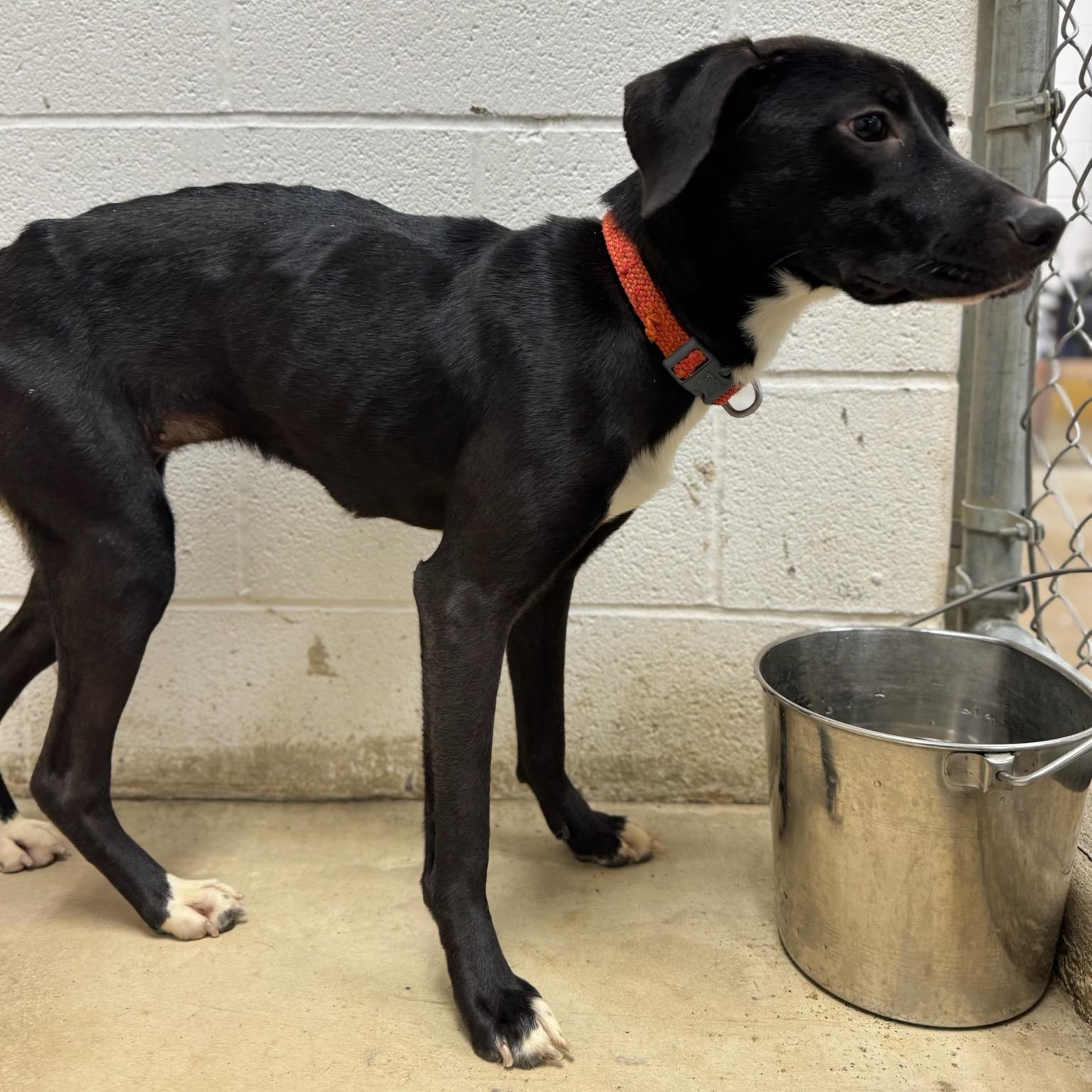 Enlarge PICKLES ~ CELL DOG!, a Adoptable mixed breed in Ashland, OH image 6/6