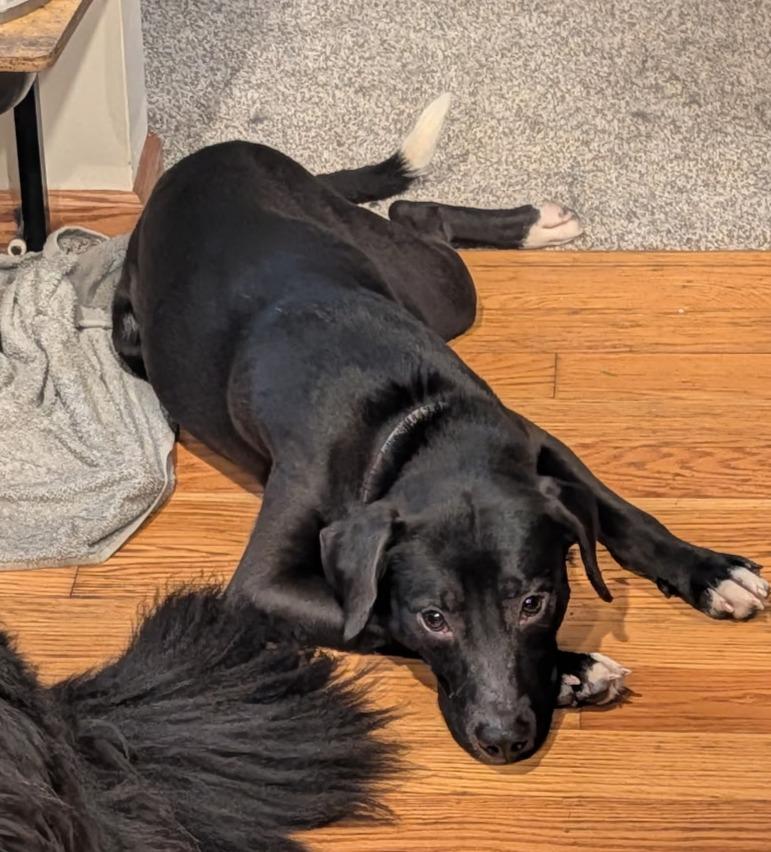 Enlarge PICKLES ~ CELL DOG!, a Adoptable mixed breed in Ashland, OH image 3/6