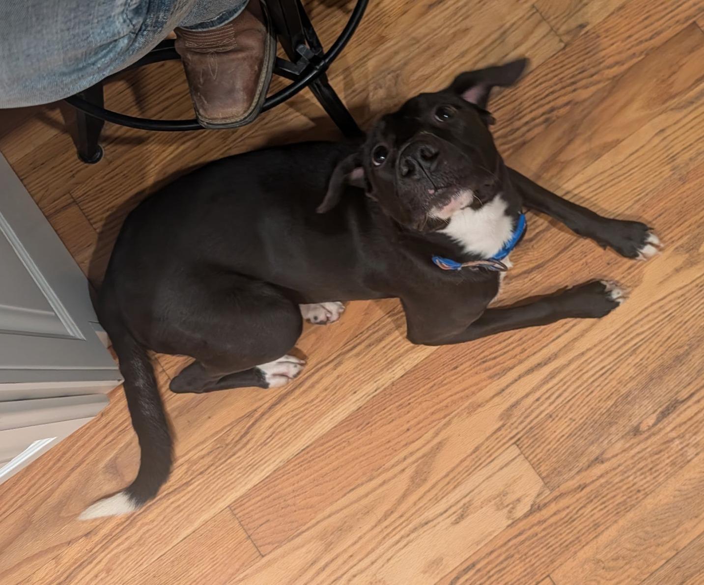 Enlarge PICKLES ~ CELL DOG!, a Adoptable mixed breed in Ashland, OH image 2/6