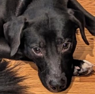 PICKLES ~ CELL DOG!, Adoptable, Young Female Black Labrador Retriever.