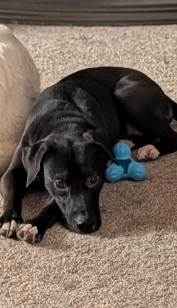 Enlarge PICKLES ~ CELL DOG!, a Adoptable mixed breed in Ashland, OH image 5/6