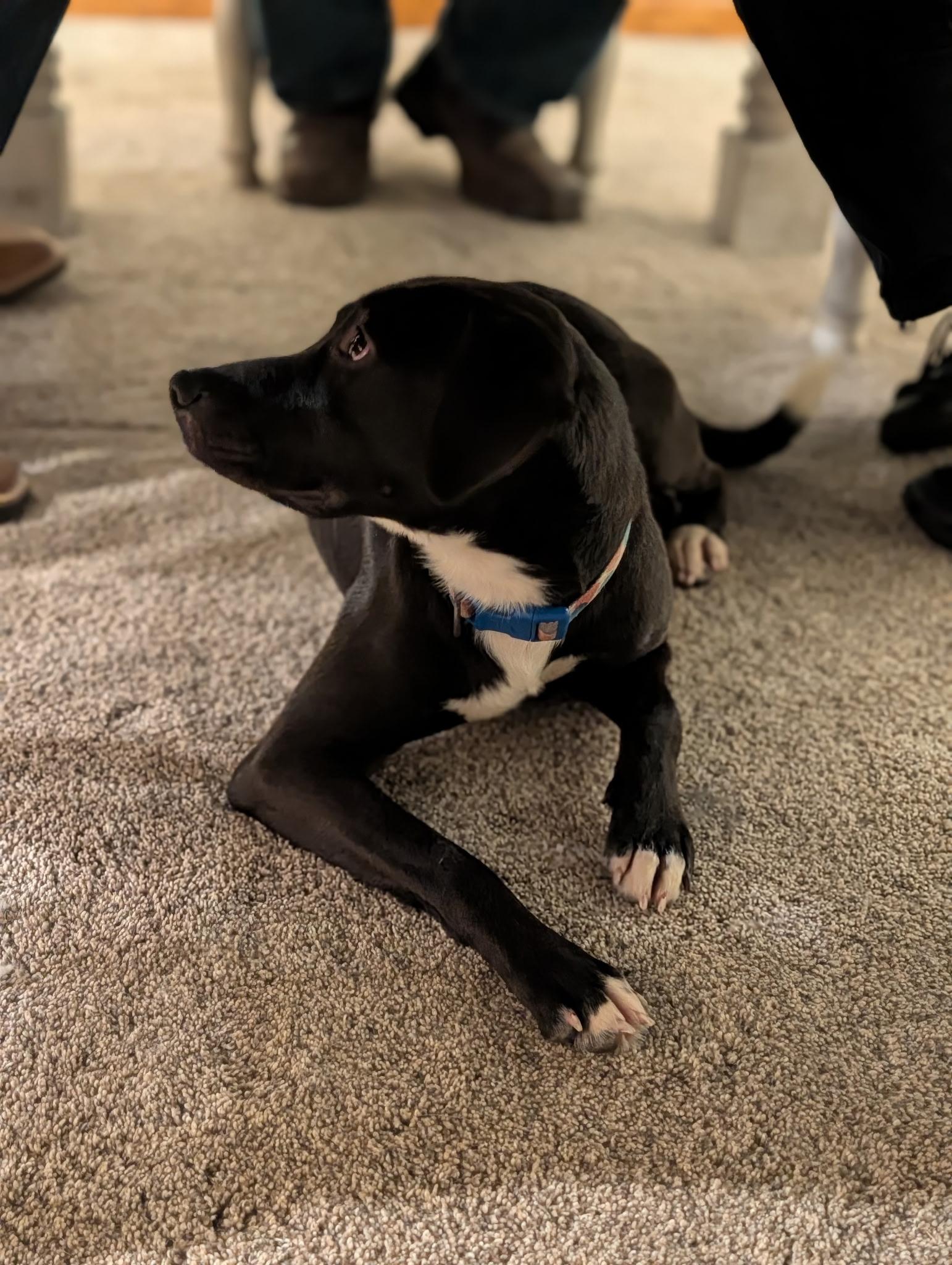 Enlarge PICKLES ~ CELL DOG!, a Adoptable mixed breed in Ashland, OH image 4/6