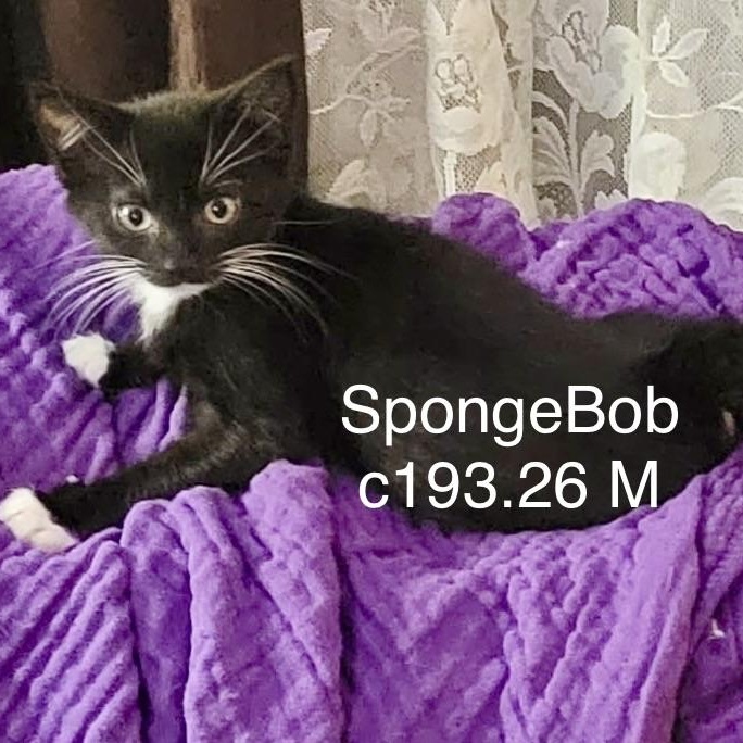 Foster Spongebob photo