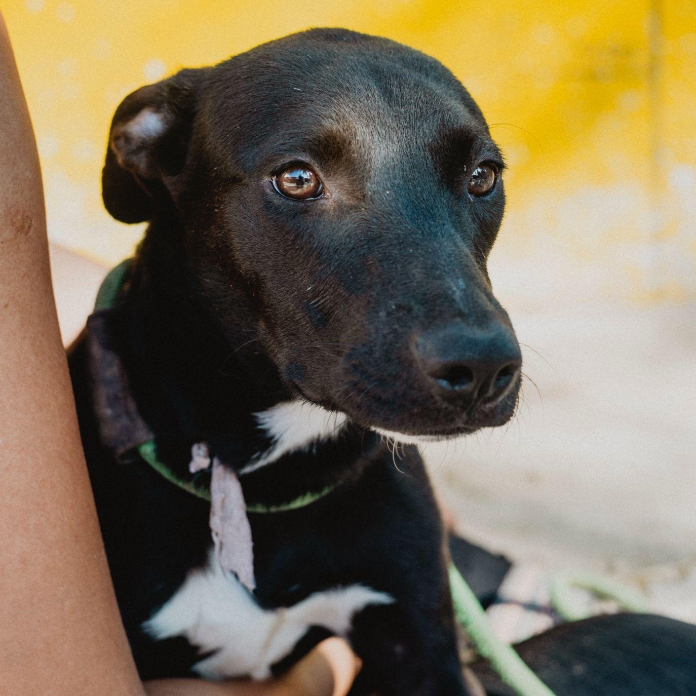 Enlarge Molly, a ADOPTABLE mixed breed in New York, NY image 6/6