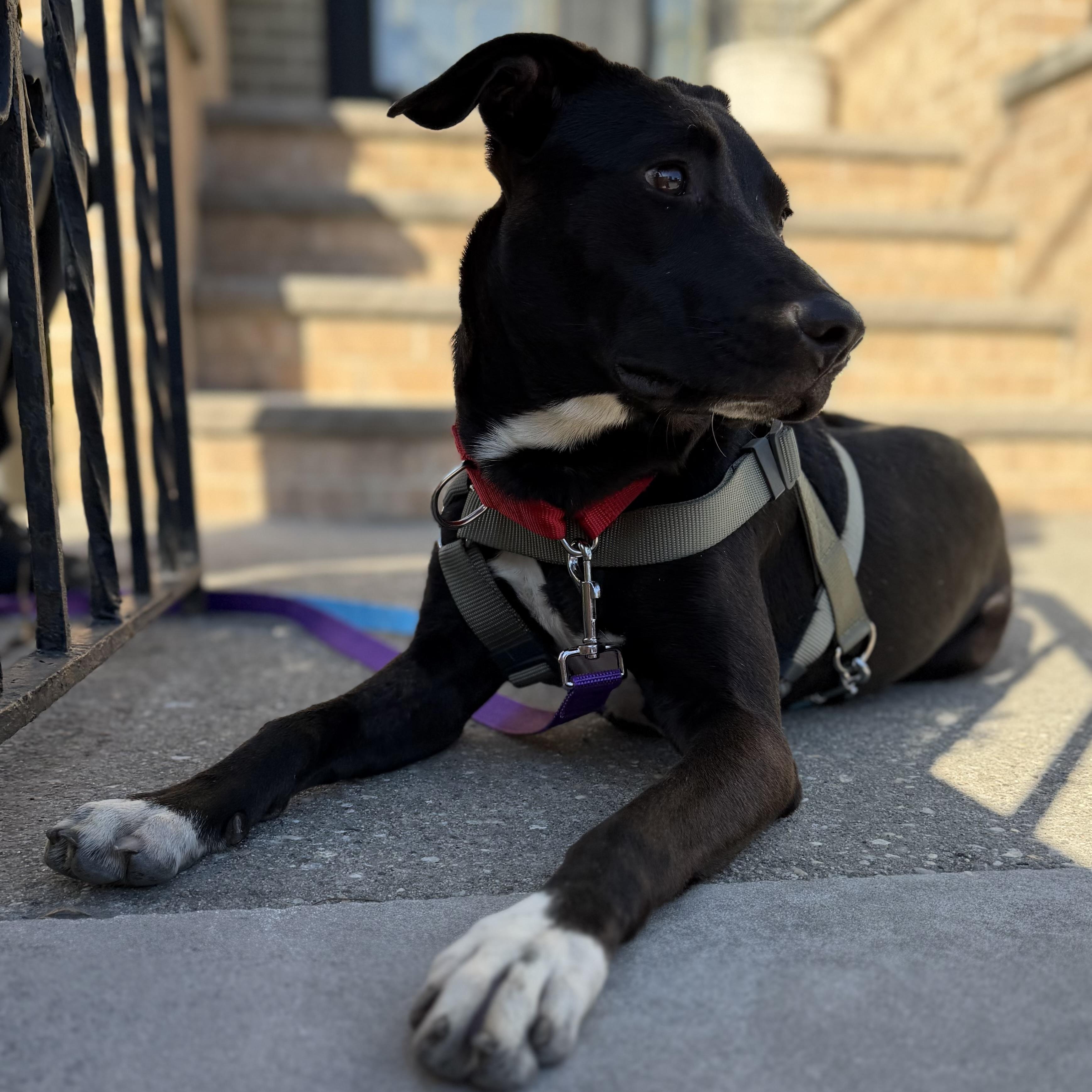 Molly, an adopted mixed breed in New York, NY image 2/6
