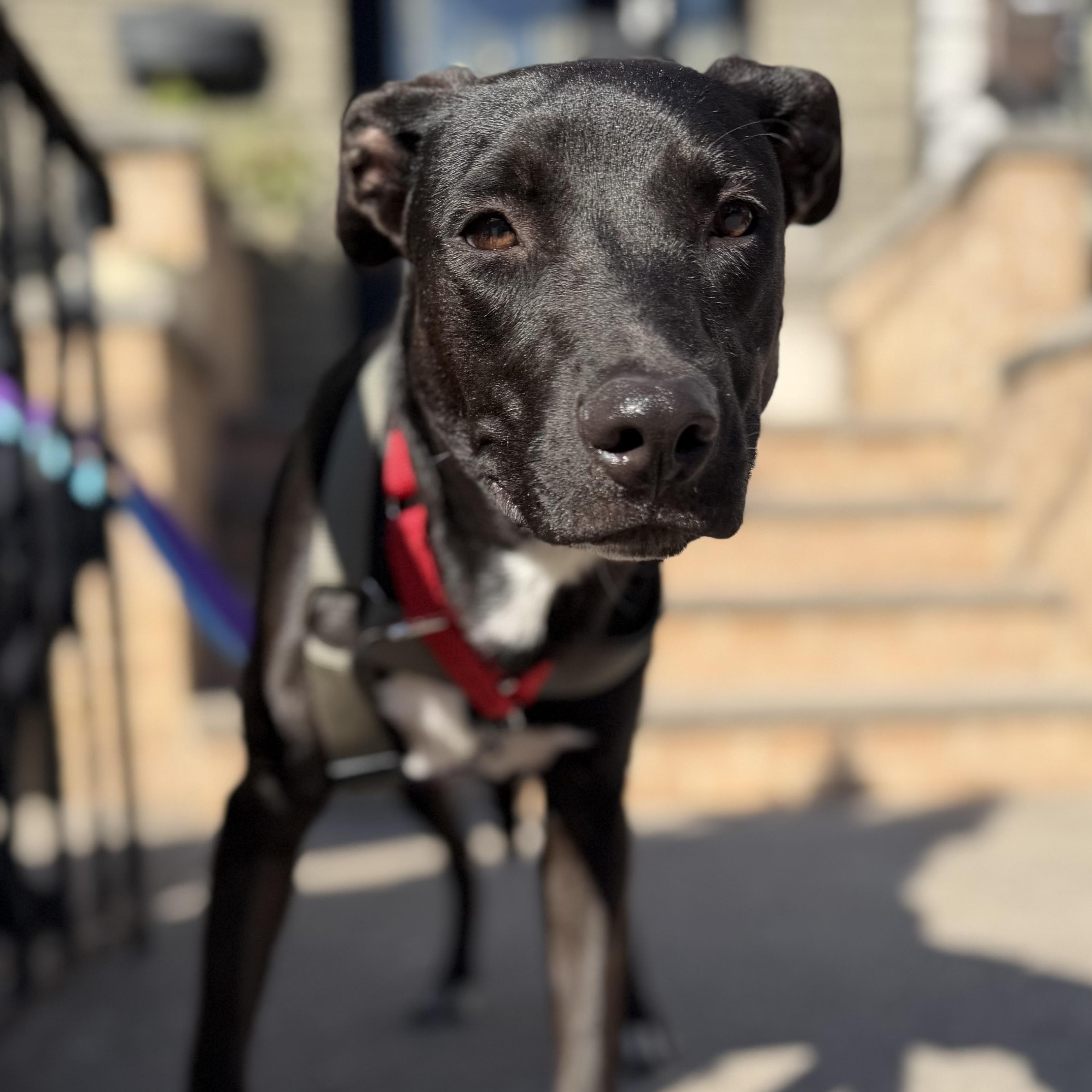 Molly, adopted, Young Female Labrador Retriever & Whippet.