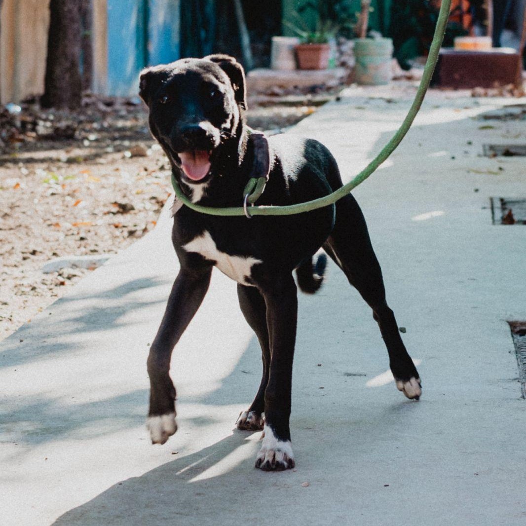 Molly, an adopted mixed breed in New York, NY image 6/6