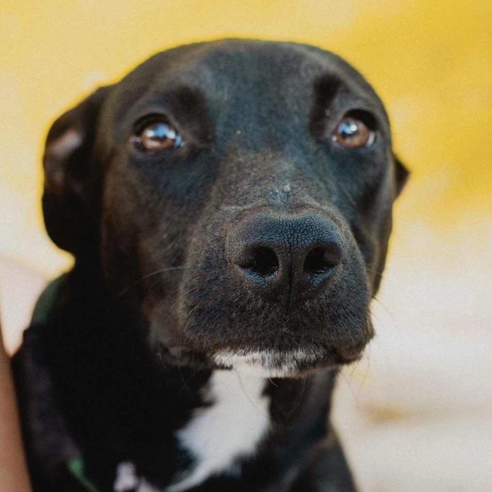 Molly, ADOPTABLE, Young Female Labrador Retriever & Whippet.