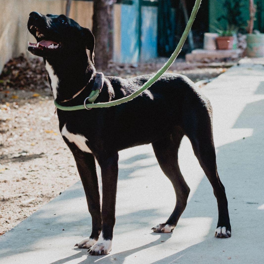 Enlarge Molly, a ADOPTABLE mixed breed in New York, NY image 5/6