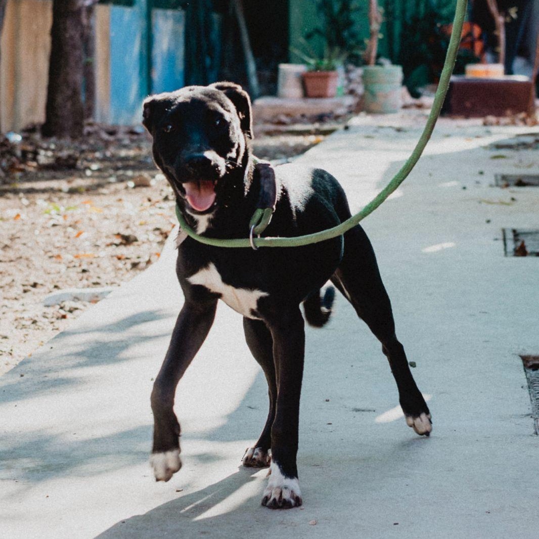 Enlarge Molly, a ADOPTABLE mixed breed in New York, NY image 2/6