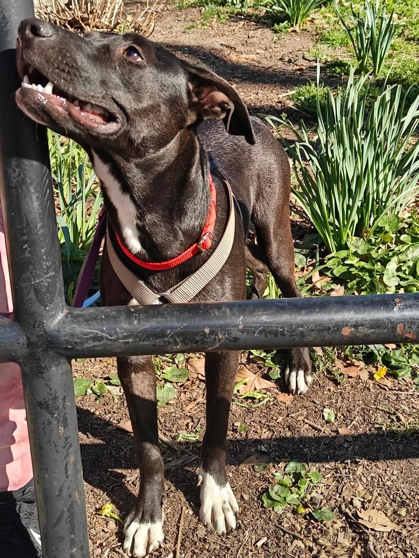 Molly, an adopted mixed breed in New York, NY image 5/6