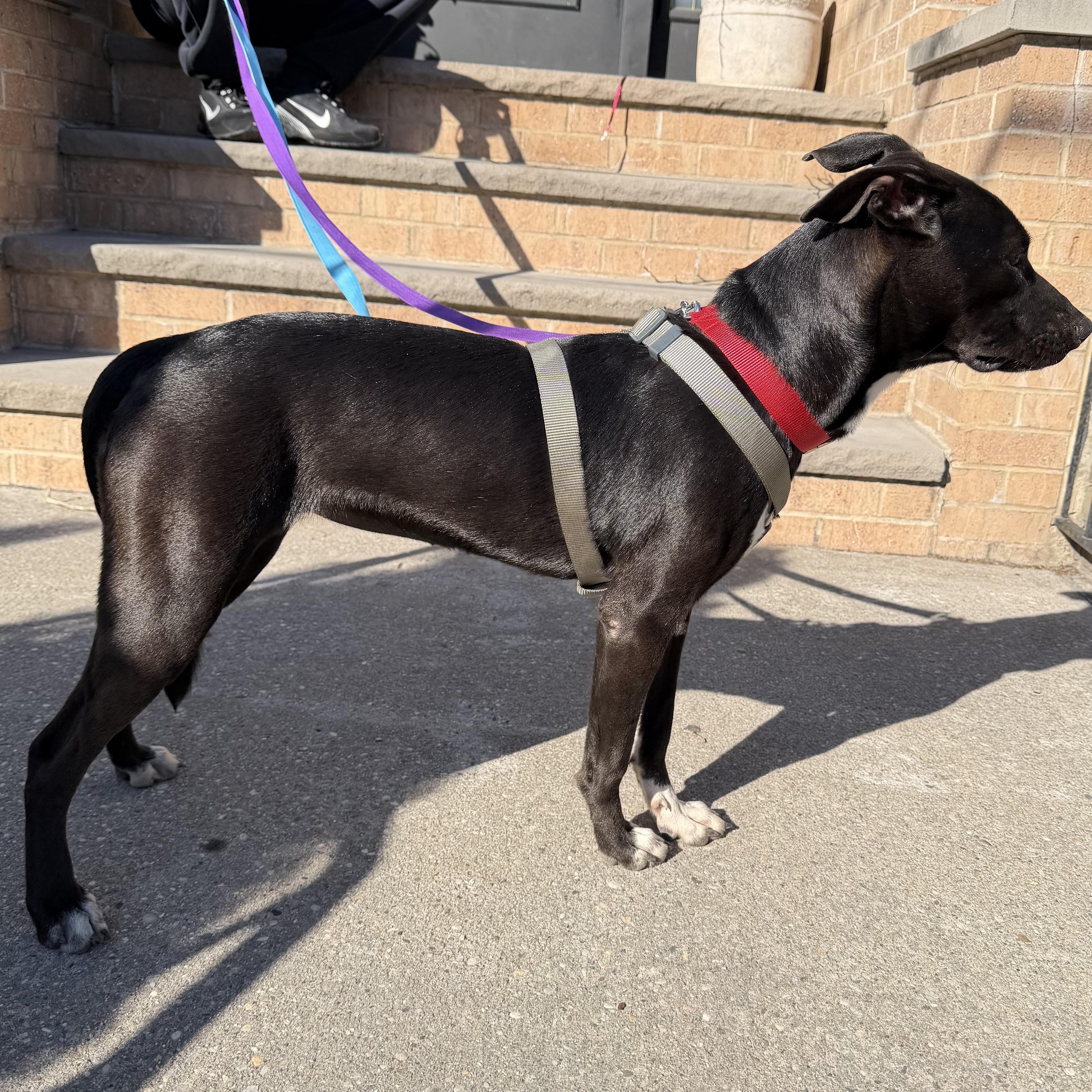 Molly, an adopted mixed breed in New York, NY image 4/6