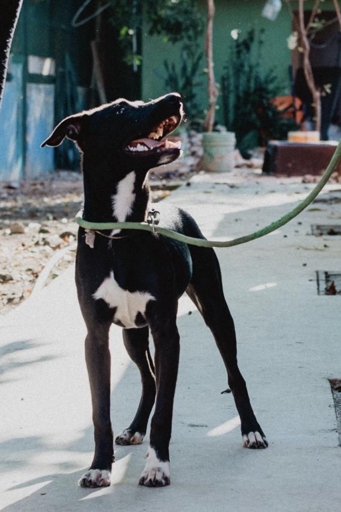 Enlarge Molly, a ADOPTABLE mixed breed in New York, NY image 4/6