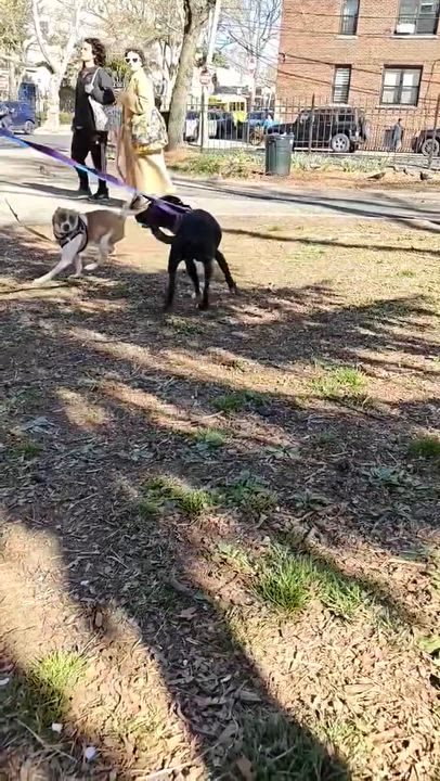 Enlarge Molly, an adopted mixed breed in New York, NY video 3/6