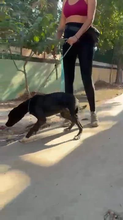 Enlarge Molly, a ADOPTABLE mixed breed in New York, NY video 3/6