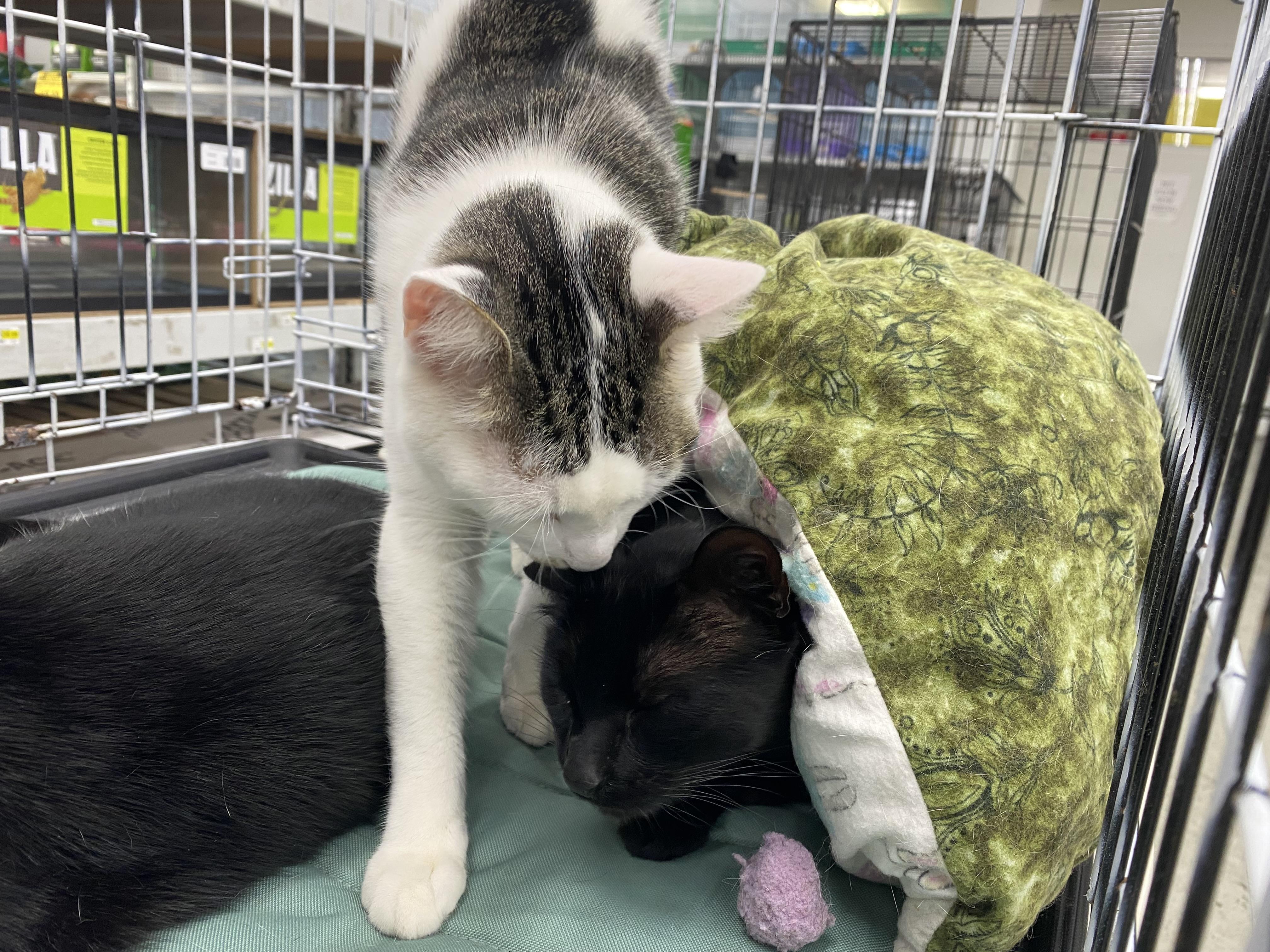 Queenie, a Adoptable Domestic Short Hair in South San Francisco, CA image 4/4