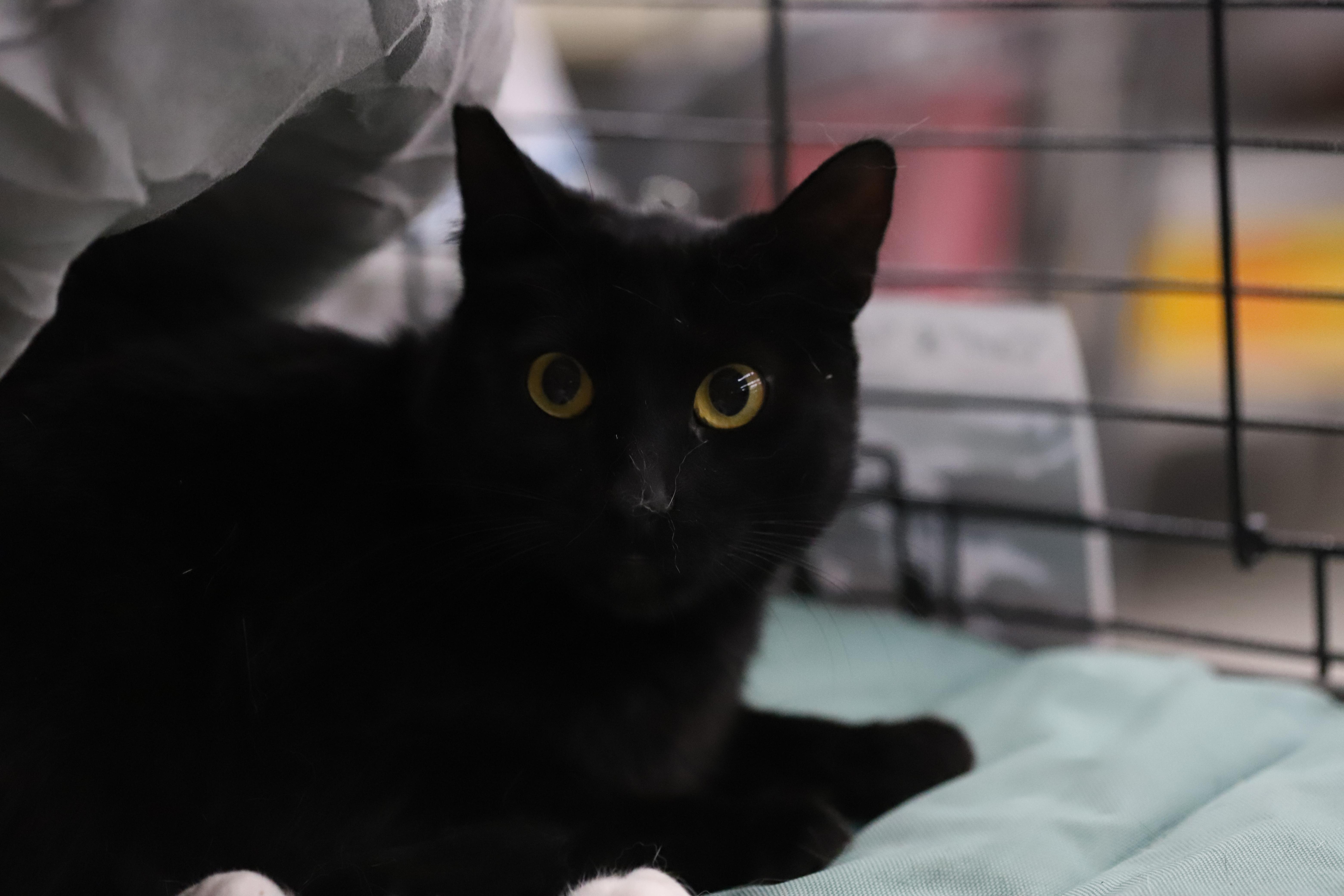 Queenie, a Adoptable Domestic Short Hair in South San Francisco, CA image 1/4