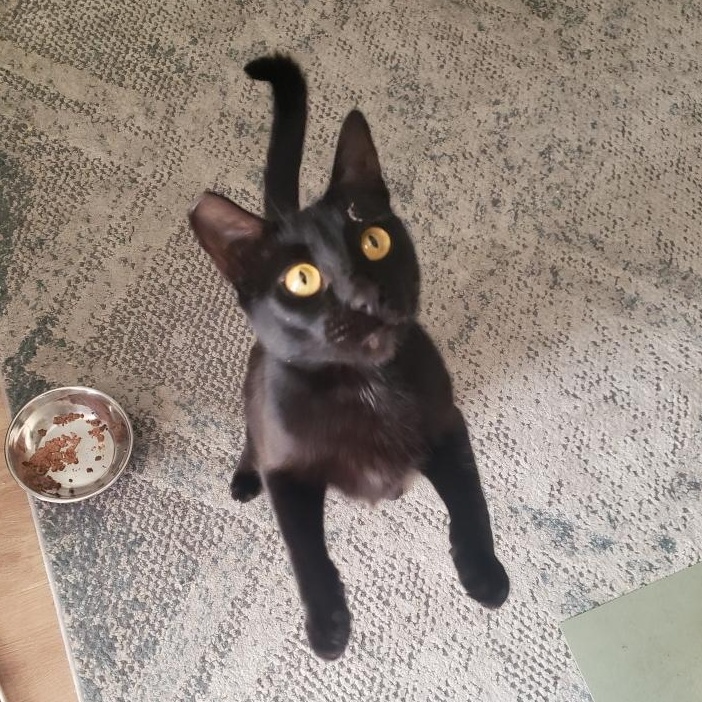 Queenie, a Adoptable Domestic Short Hair in South San Francisco, CA image 3/4