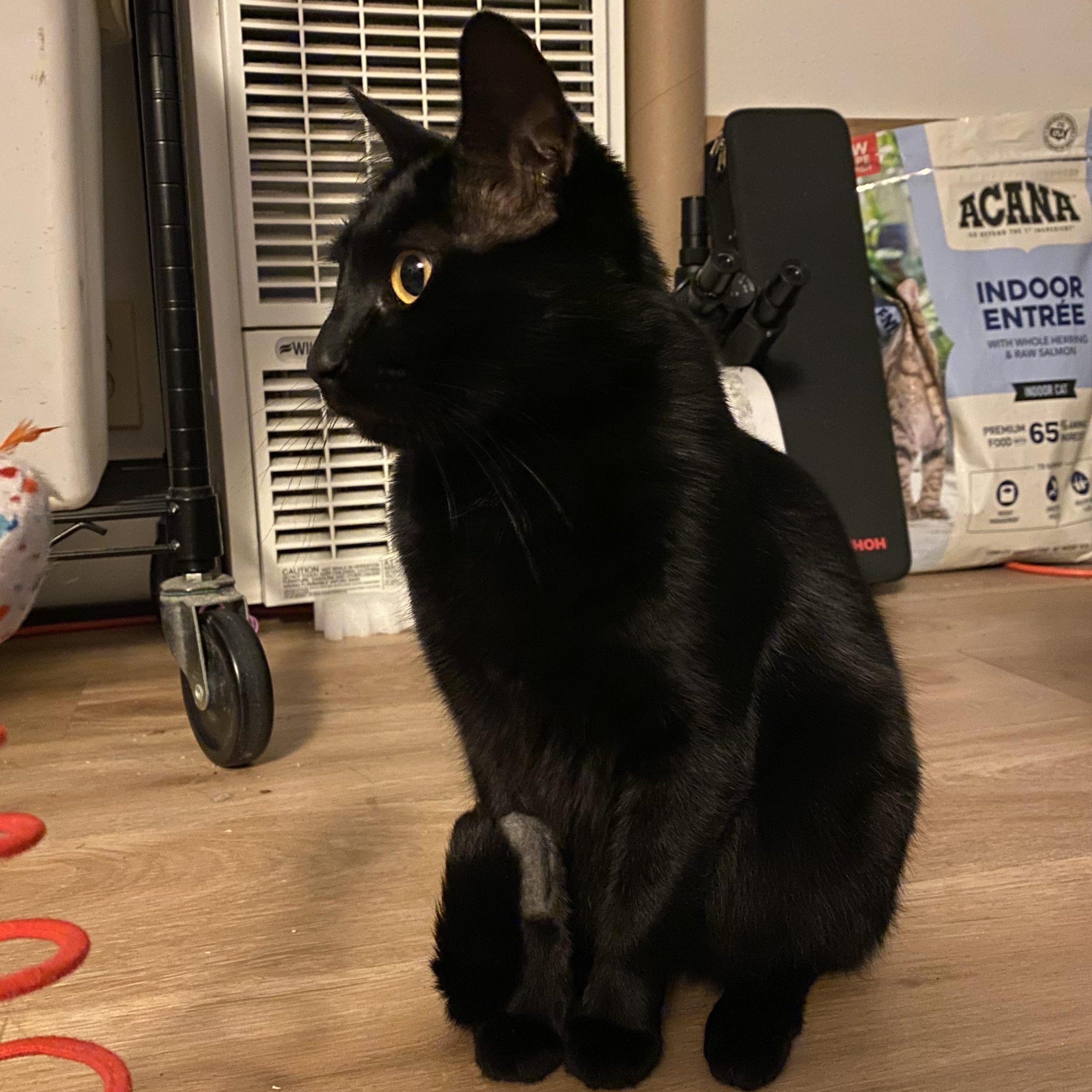 Queenie, a Adoptable Domestic Short Hair in South San Francisco, CA image 2/4