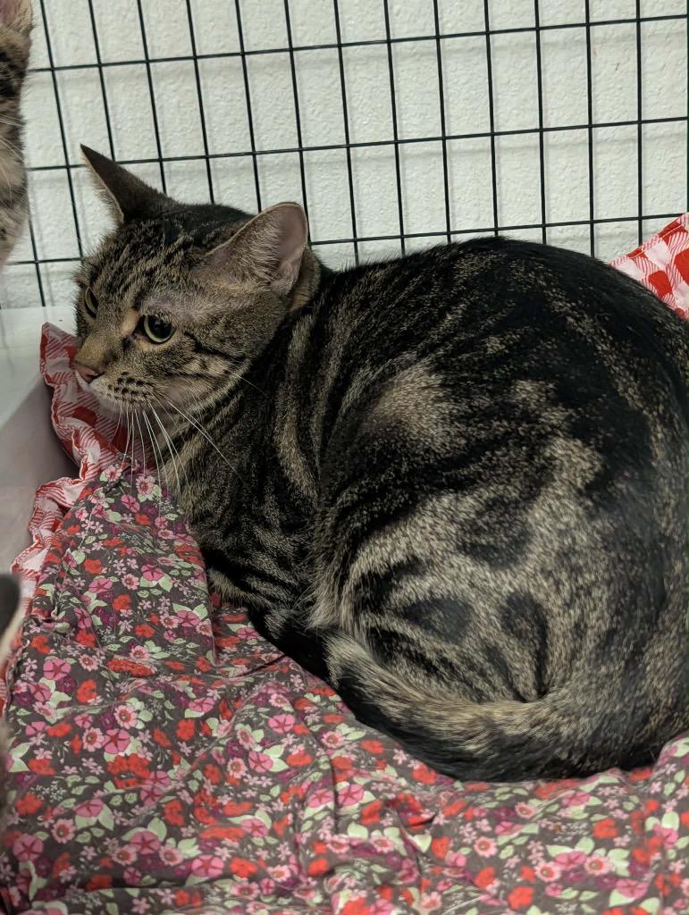 Enlarge Jasmine, a Adopted Tabby in Grand Junction, CO image 1/1