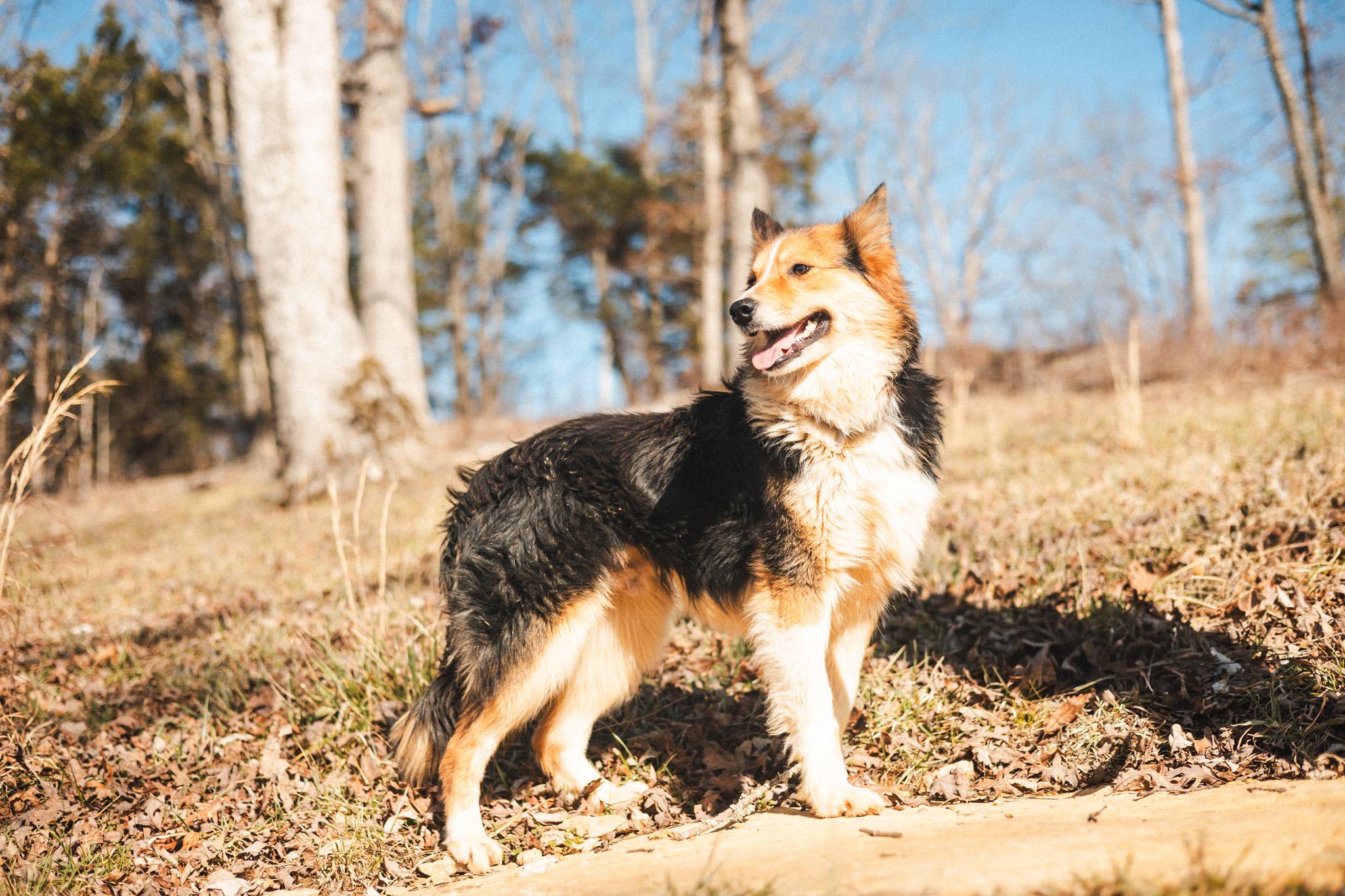 Foxley, Adopted, Young Male Border Collie & Mixed Breed.