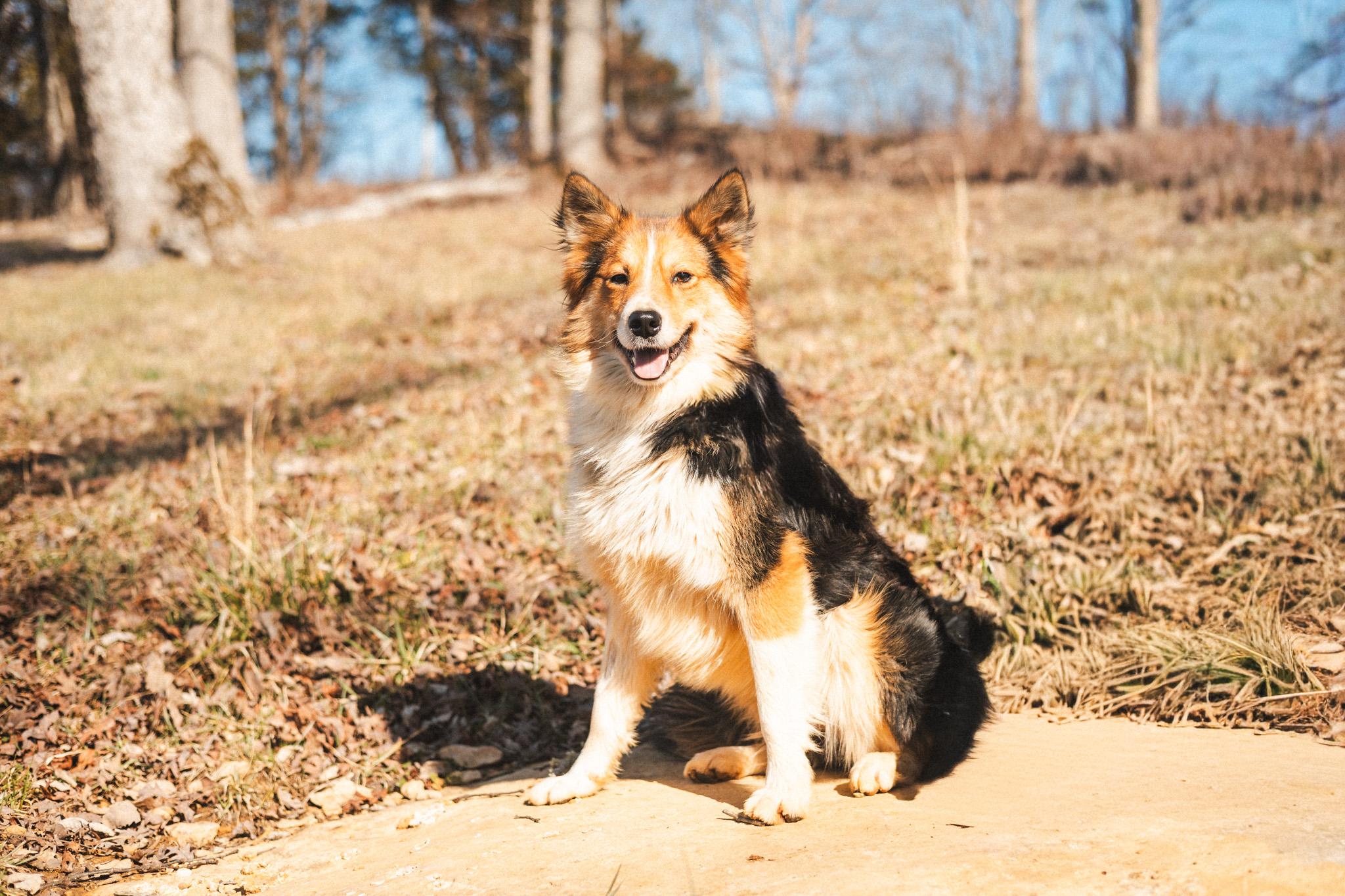 Enlarge Foxley, a Adopted mixed breed in Gradyville, KY image 2/5